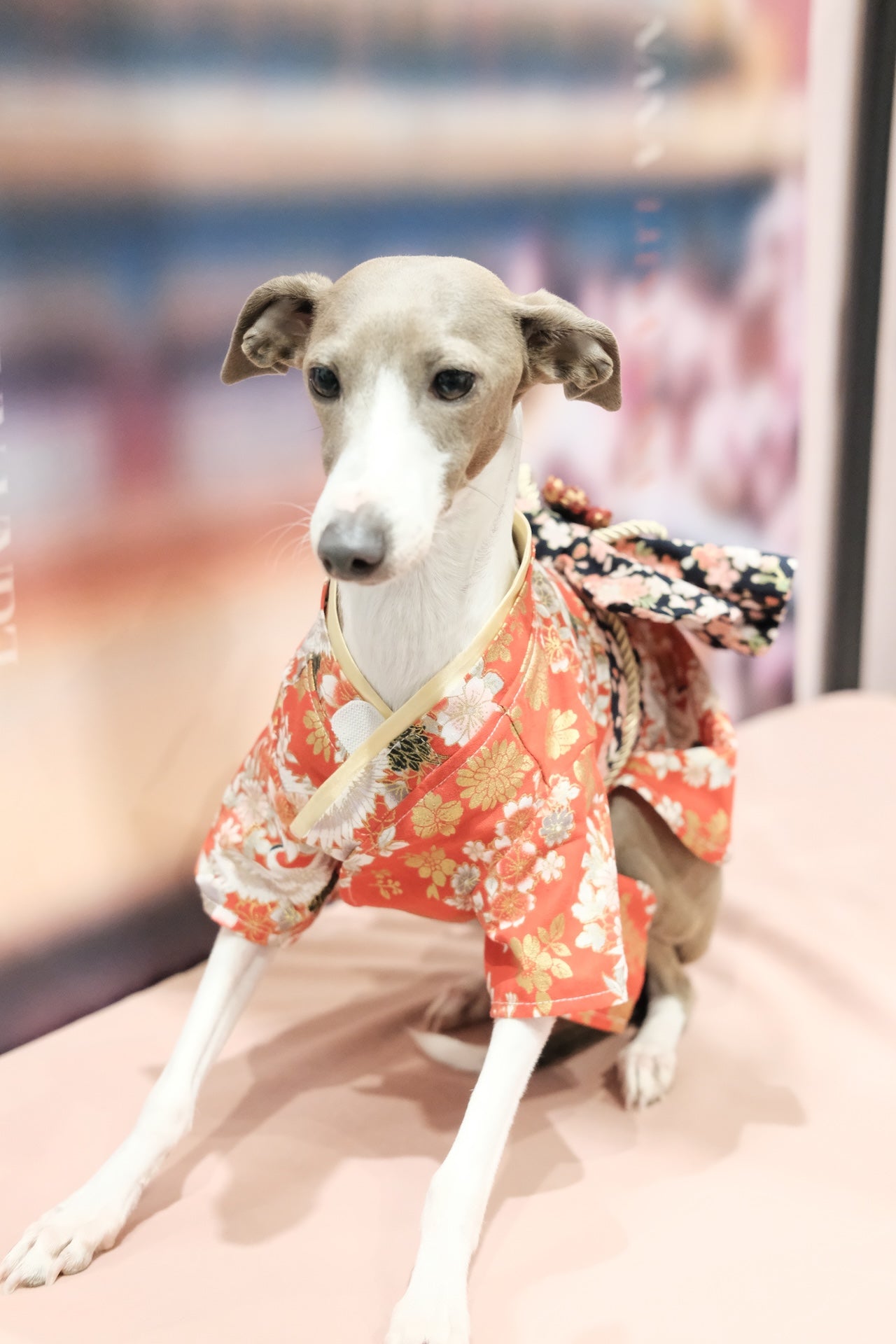 胭脂傾城·着物