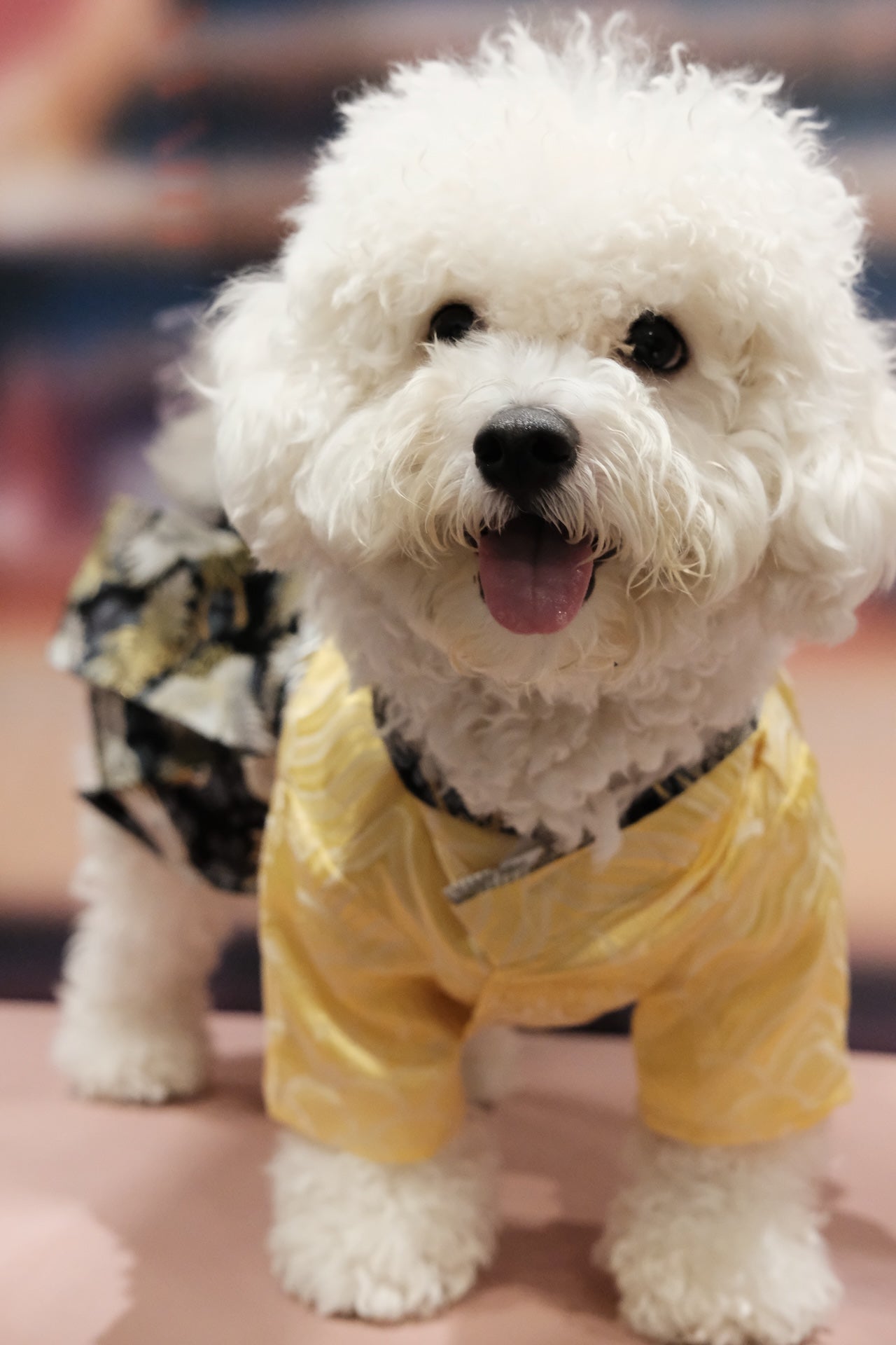 碧落金羽·着物