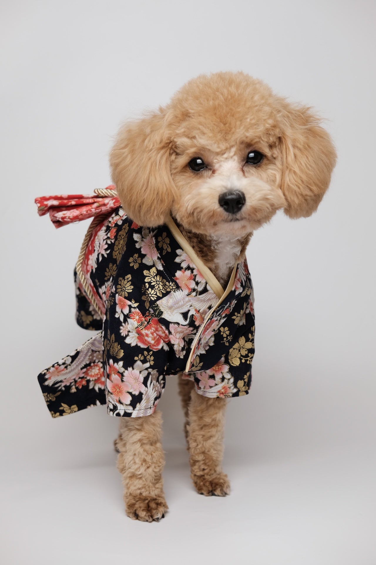 胭脂夜雪·着物