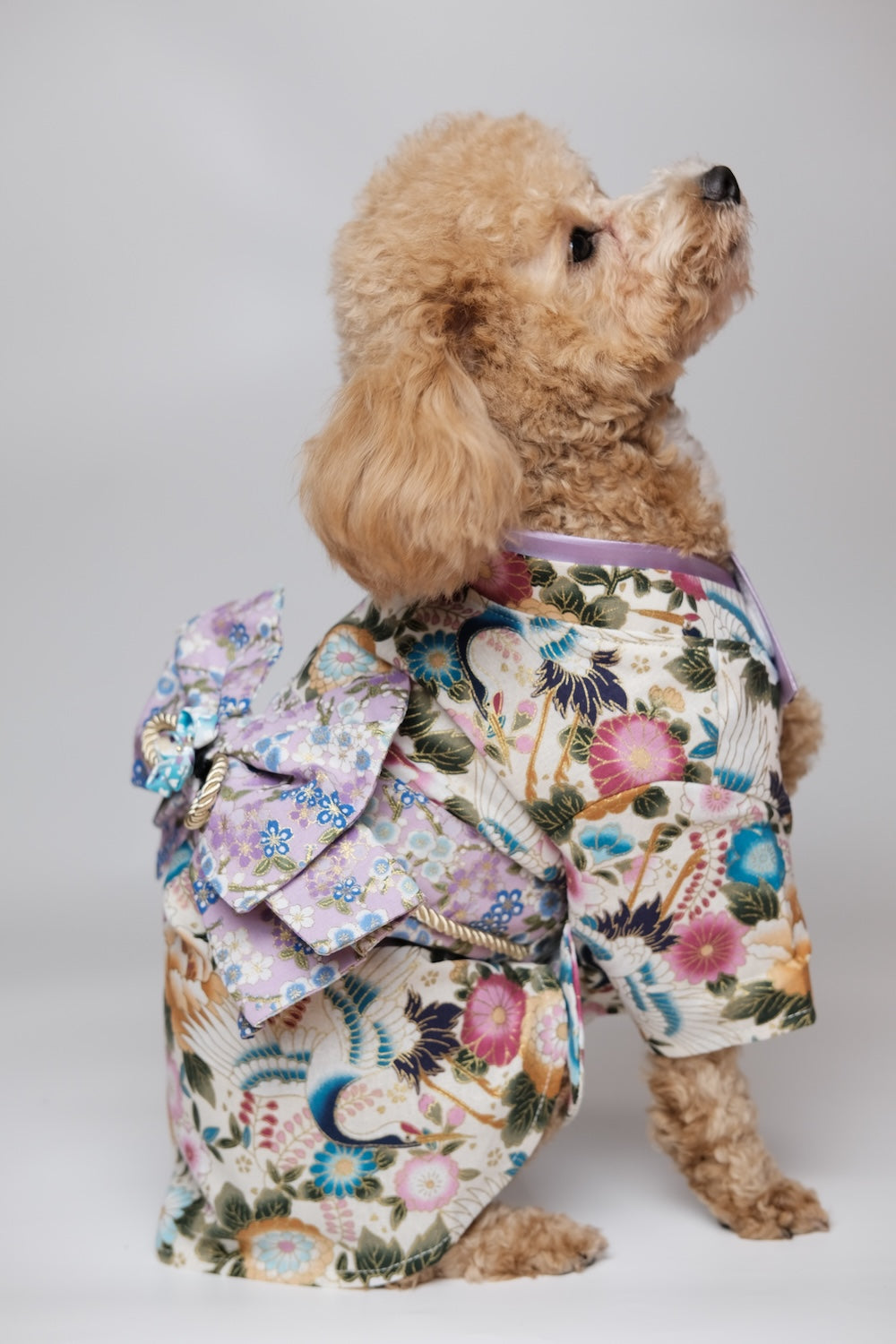 宮粉蹄甲·着物