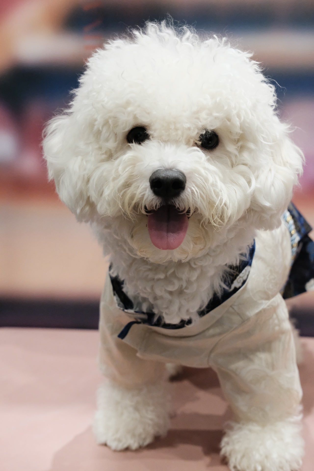 白雲蒼蒼·着物