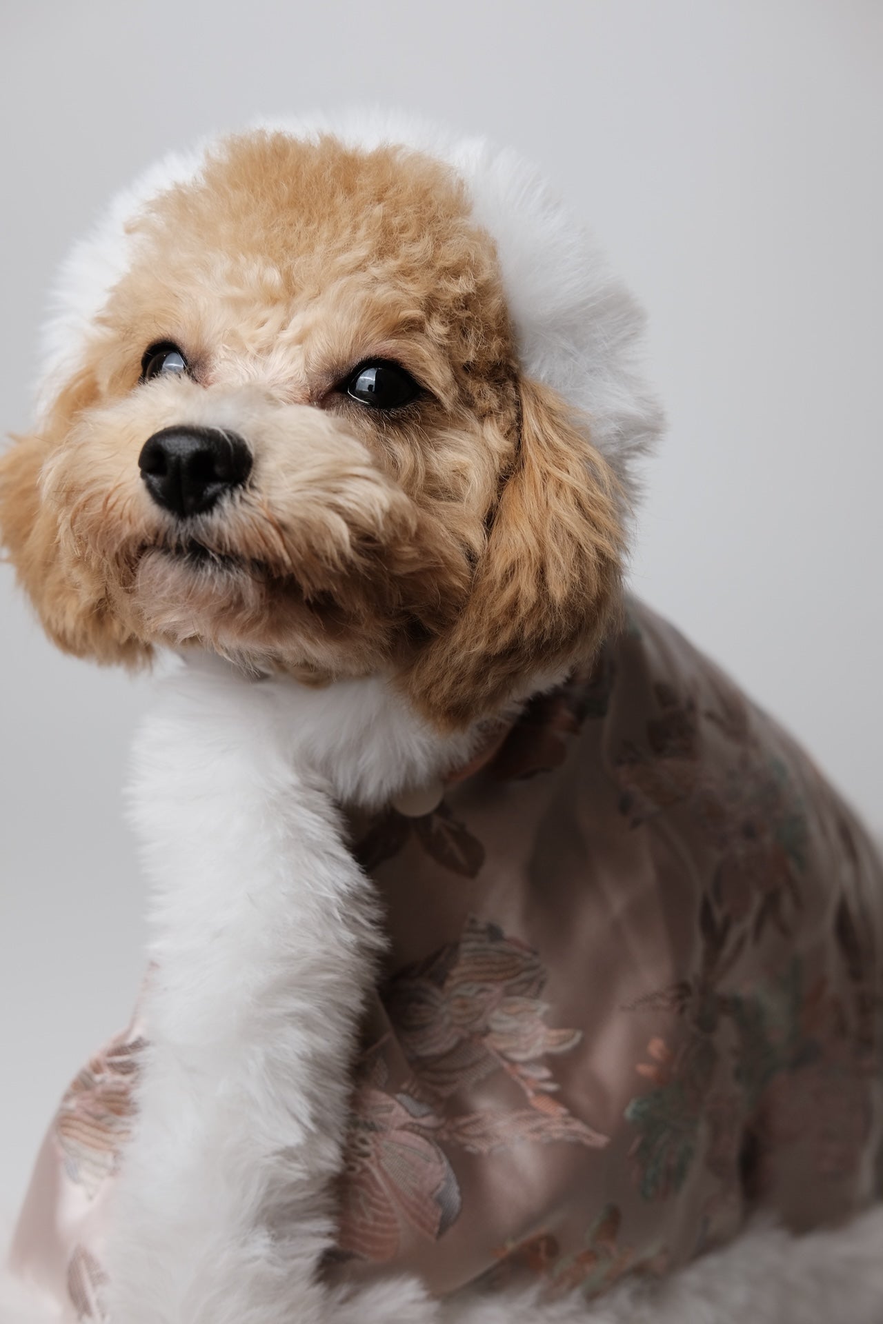 煙花三月·披風