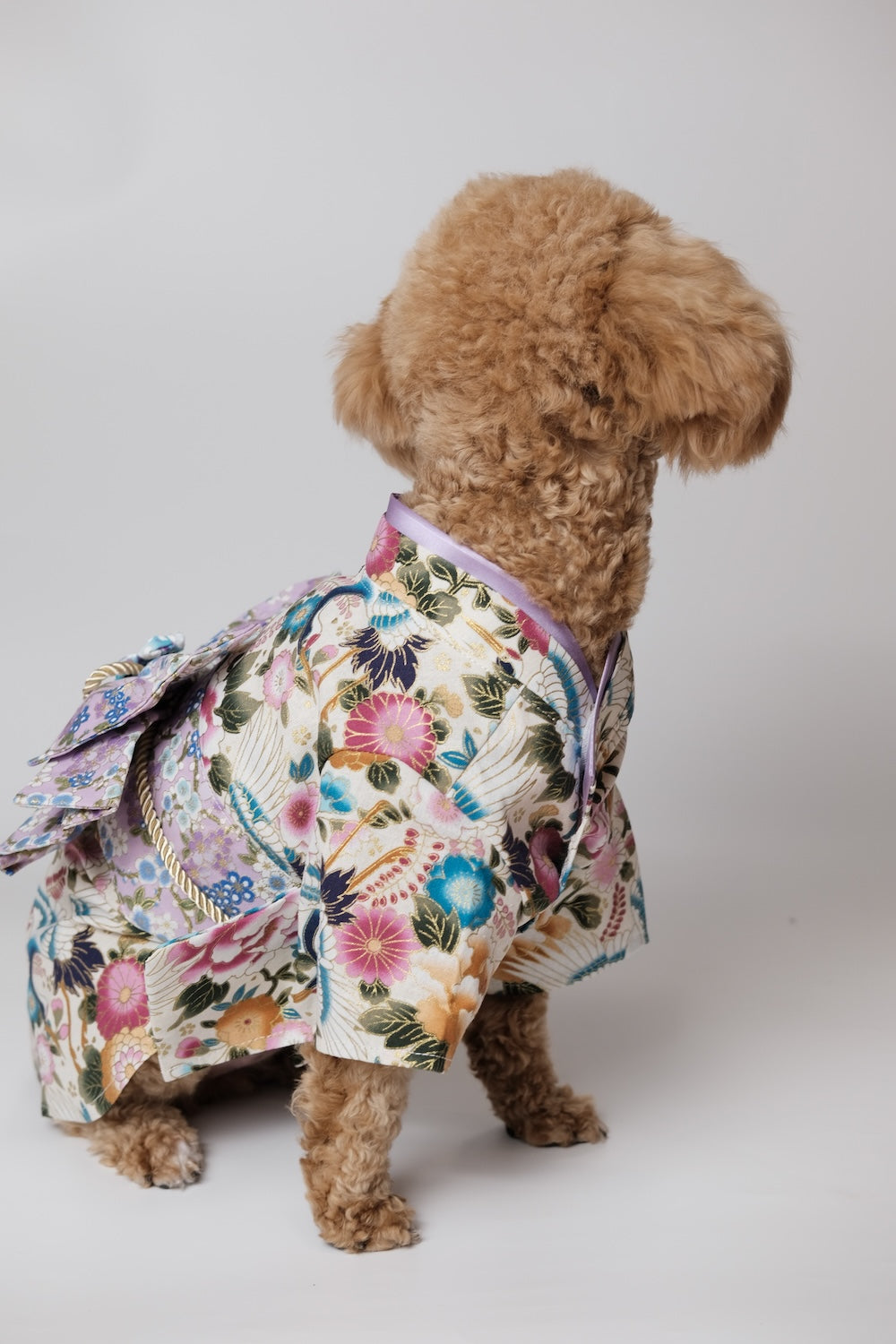 宮粉蹄甲·着物