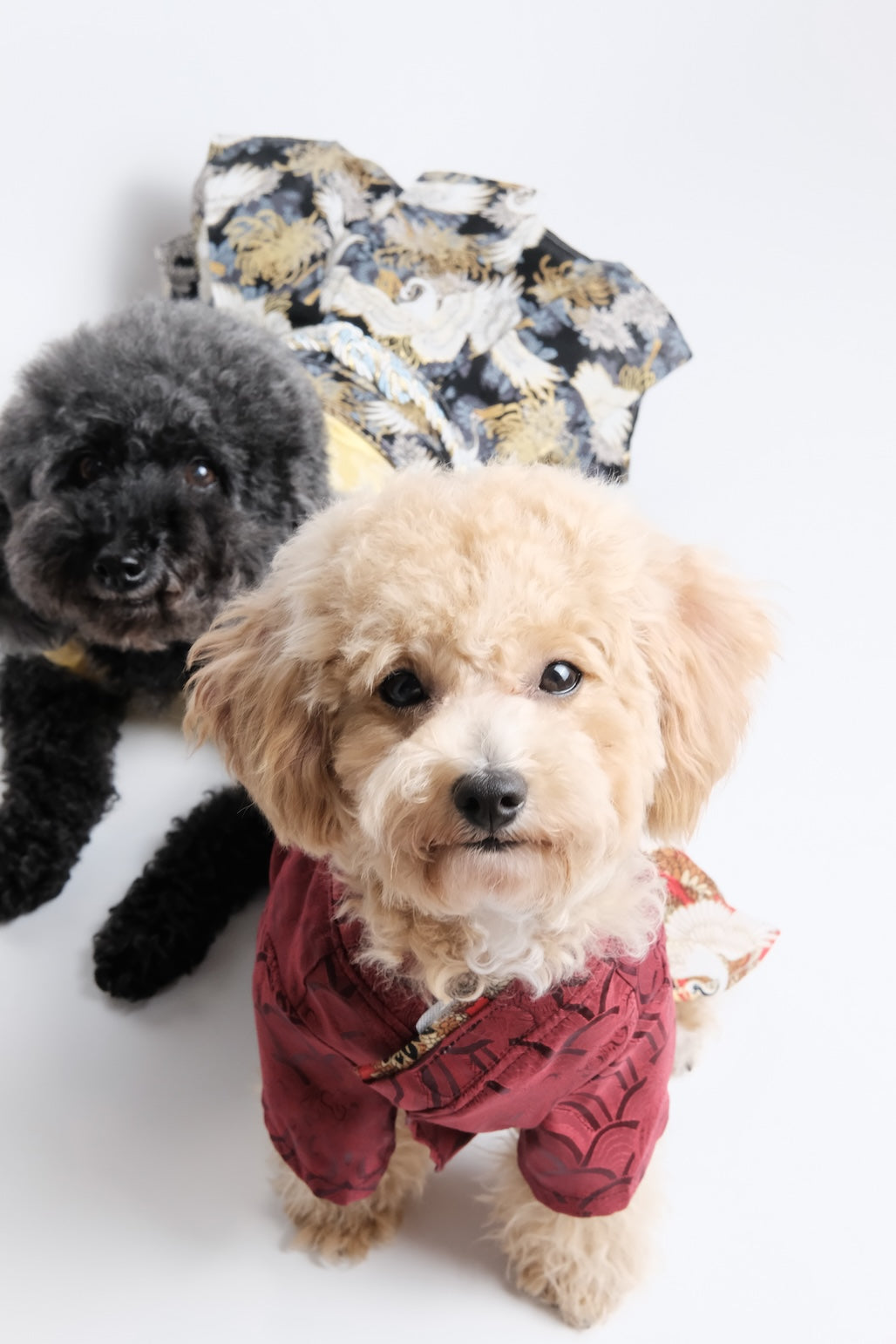 丹霞映羽·着物