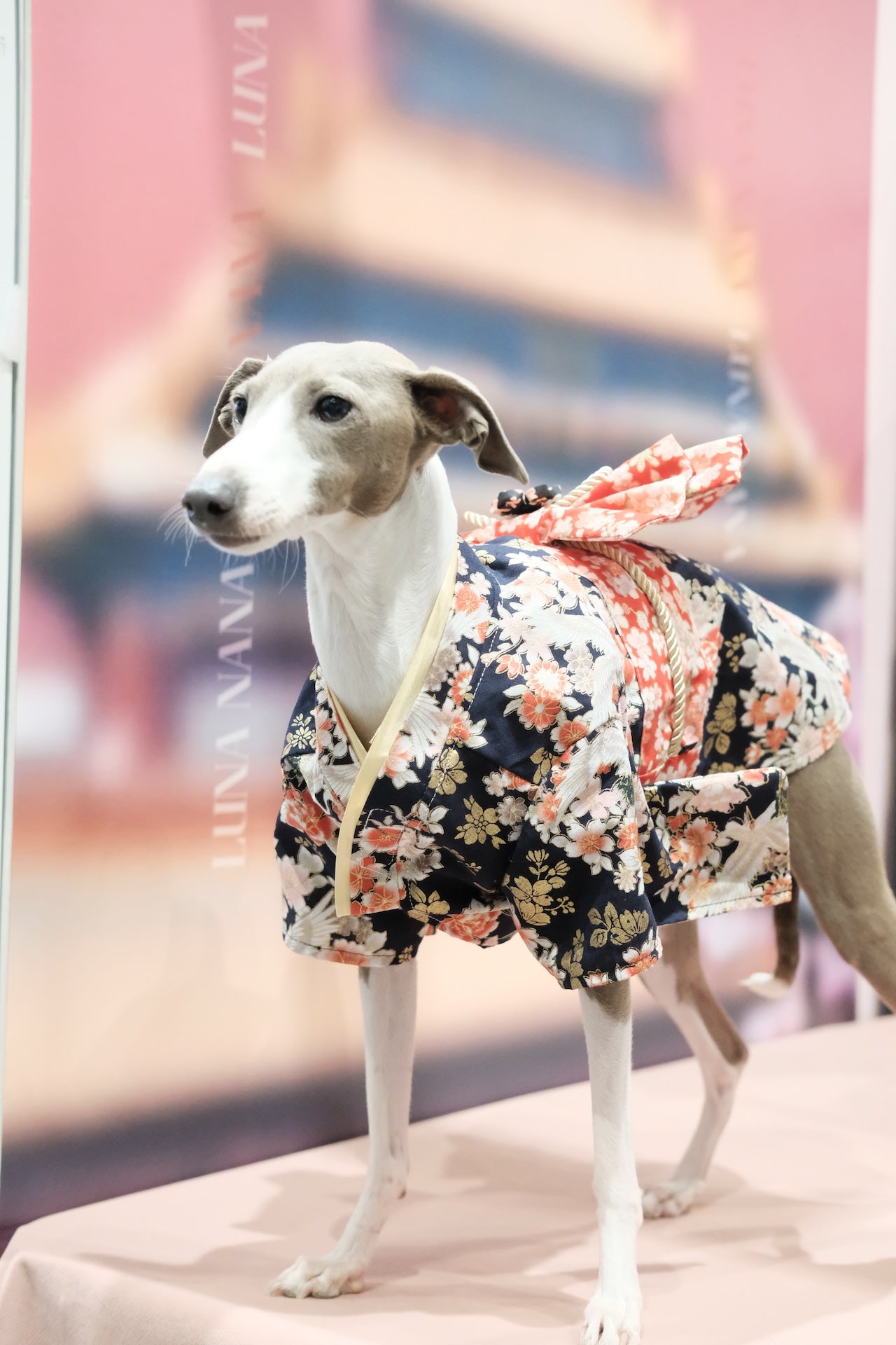 胭脂夜雪·着物