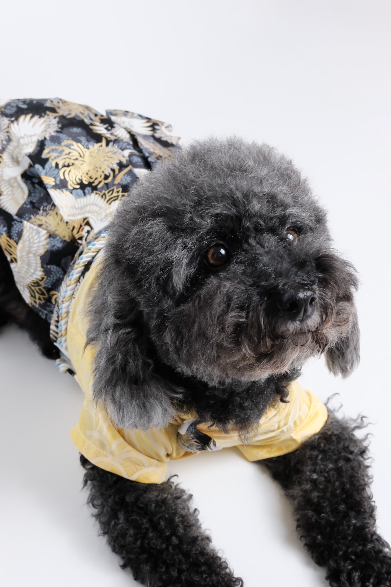 LUNA NANA New Arrivals Launch | Limited-Time Offer Pet Fashion