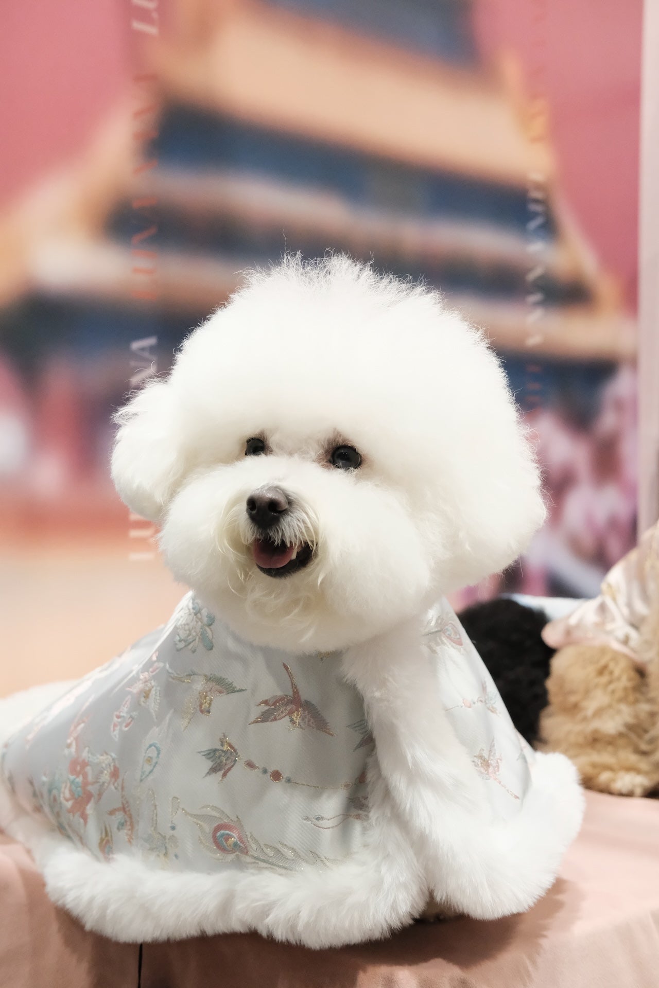 煙青鳳影·披風