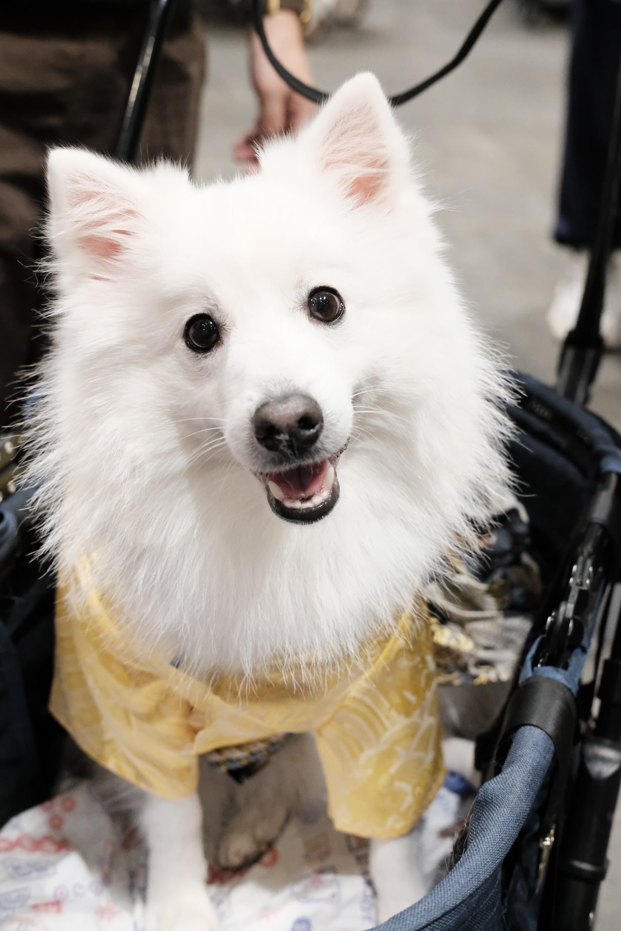 碧落金羽·着物