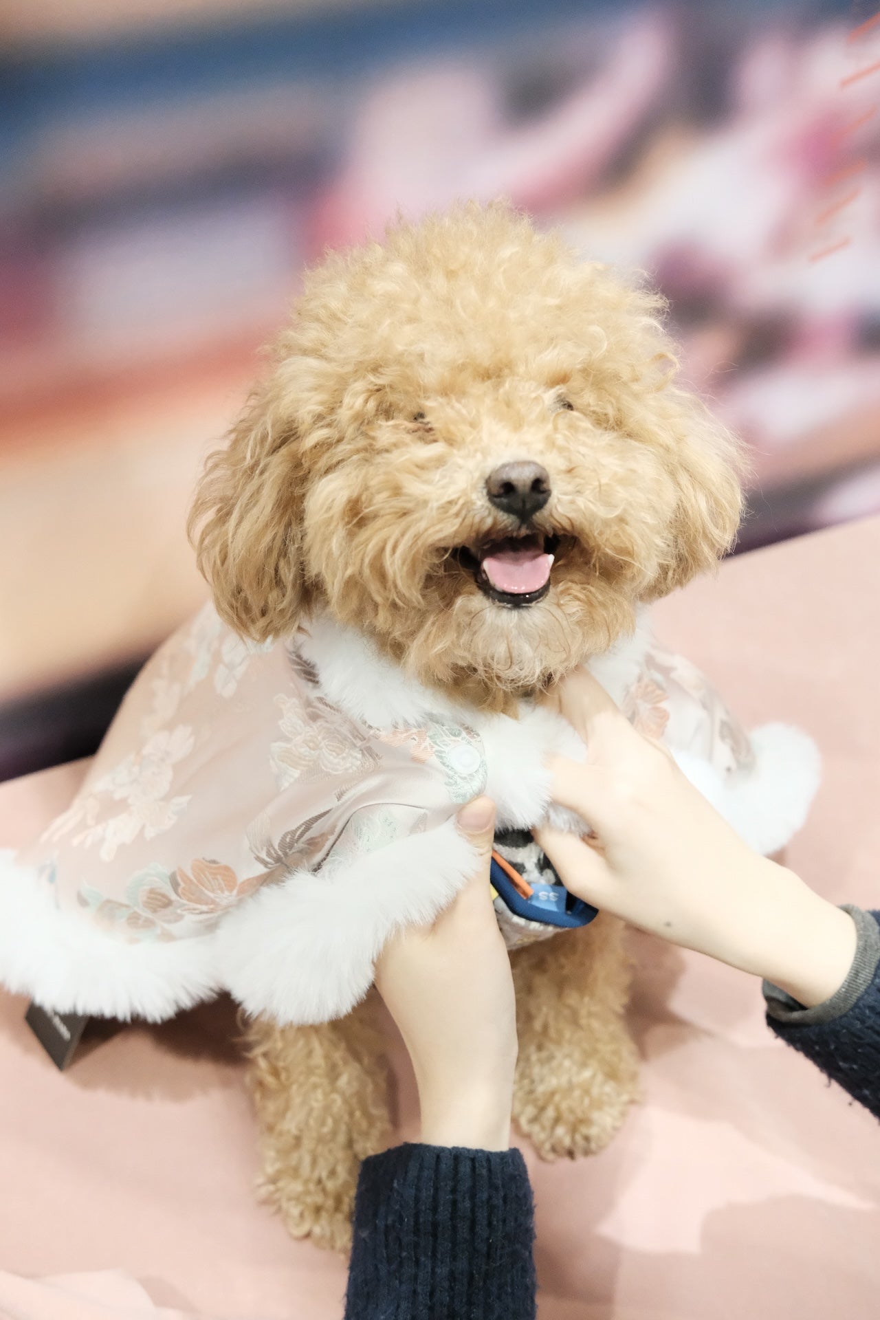 煙花三月·披風