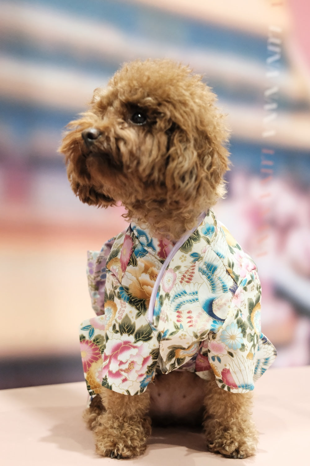 宮粉蹄甲·着物