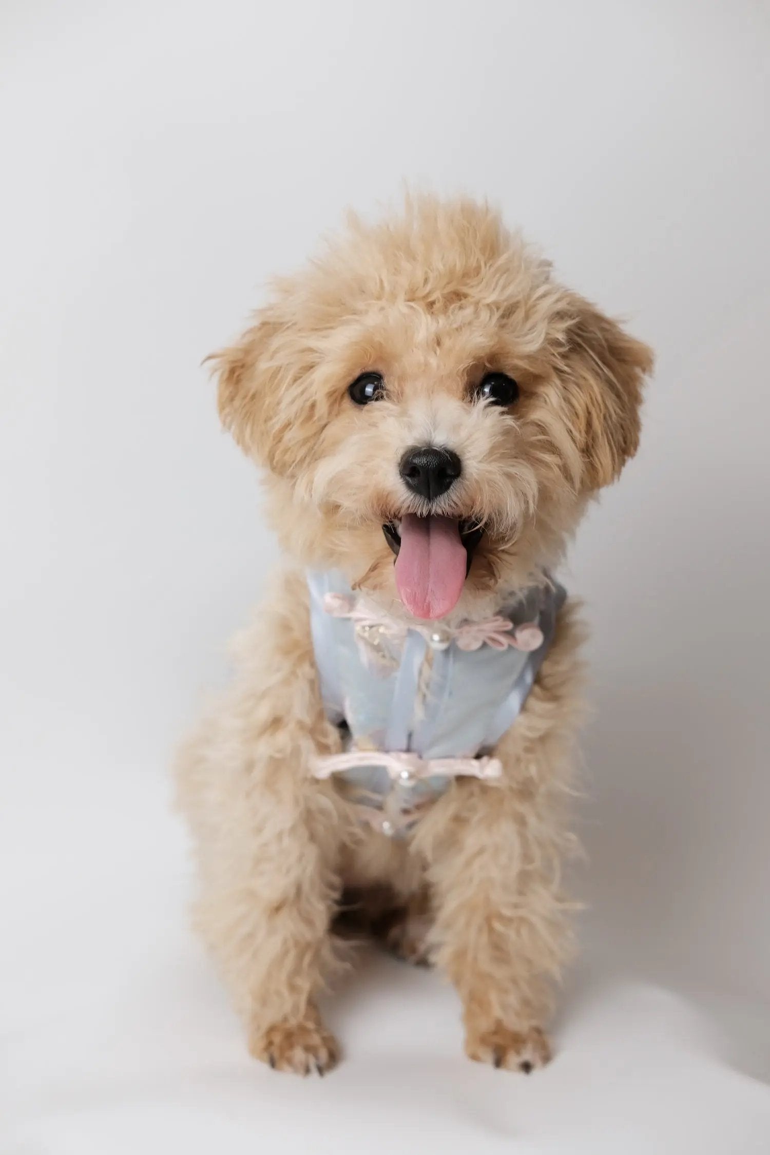 （預售）霽藍蝶夢．新東方藝術刺繡狗狗旗袍 Luna Nana