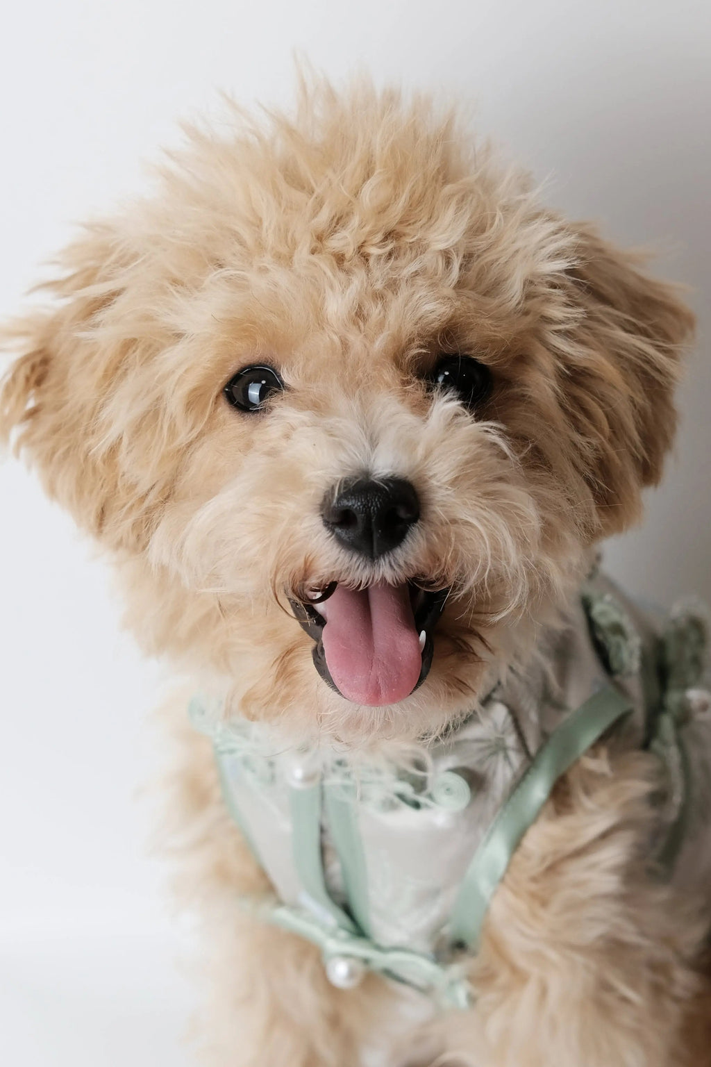 （預售）蒲碧漙清．新東方藝術刺繡狗狗旗袍 Luna Nana