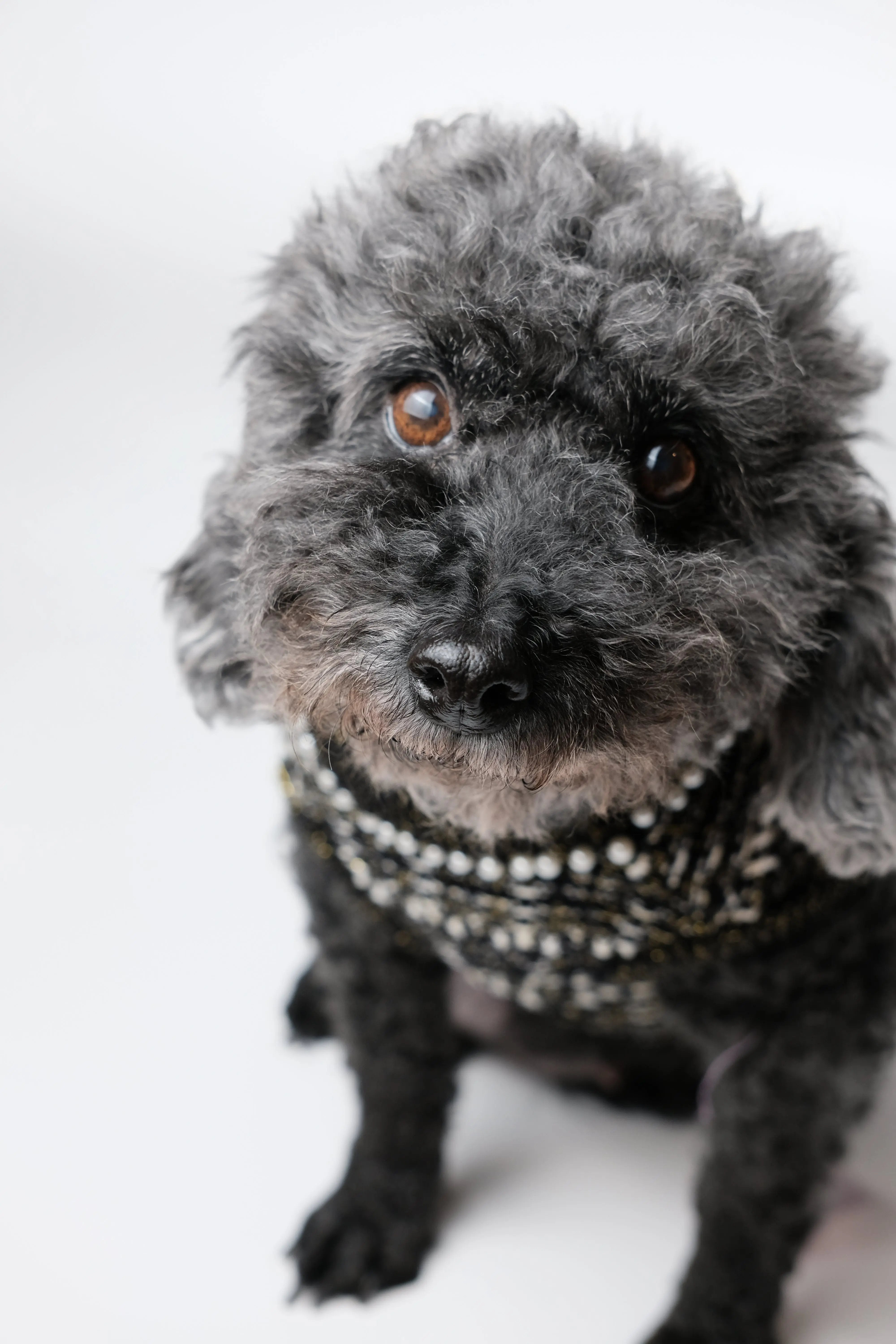 Classic Little Black Tweed Dog Dress