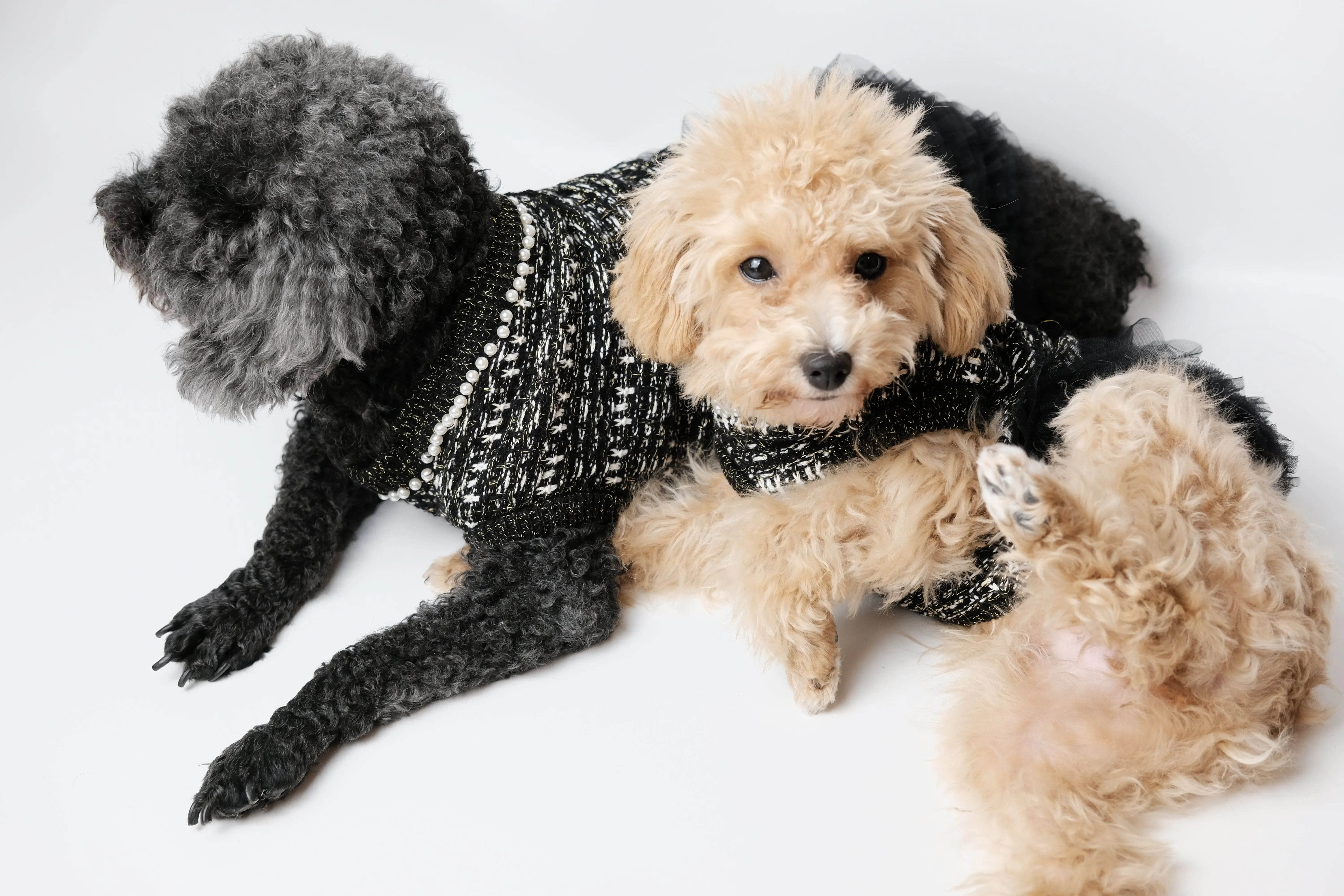 Classic Little Black Tweed Dog Dress