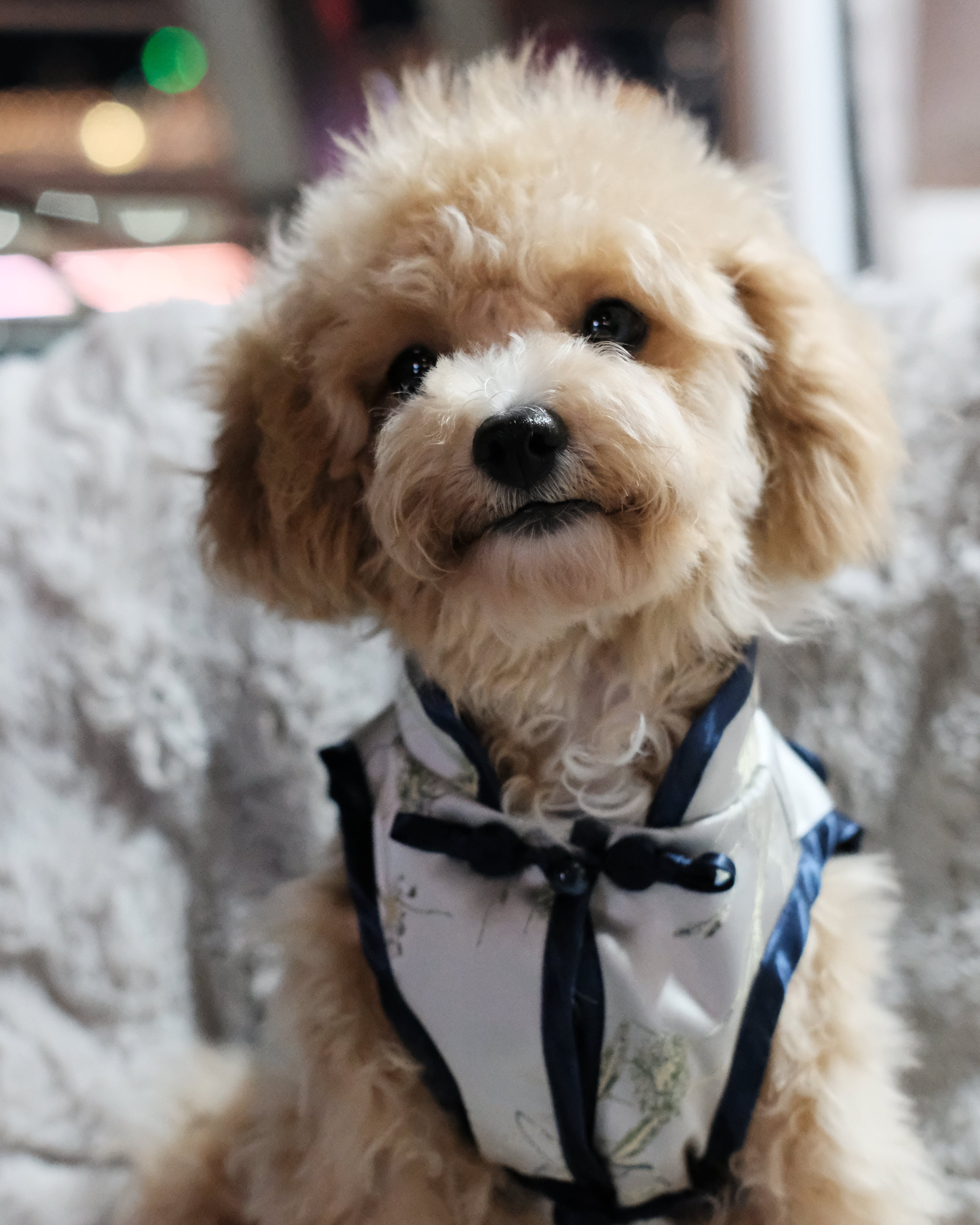 Vast Azure Gentleman Cheongsam - New Oriental Art Embroidery Dog Cheongsam