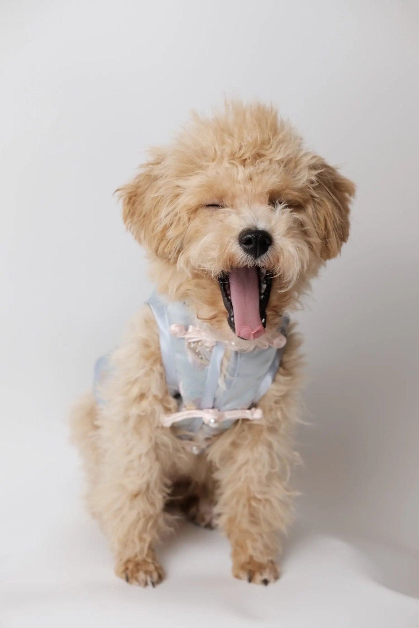 After - Rain Blue Butterfly Dream Dog Cheongsam - Luna Nana