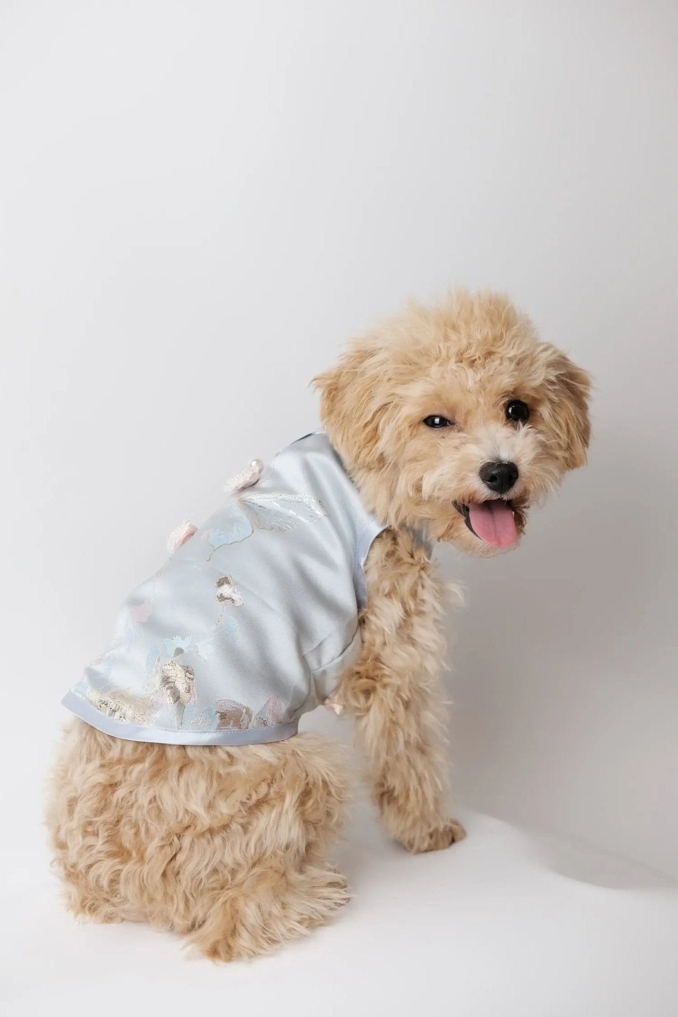 After - Rain Blue Butterfly Dream Dog Cheongsam - Luna Nana