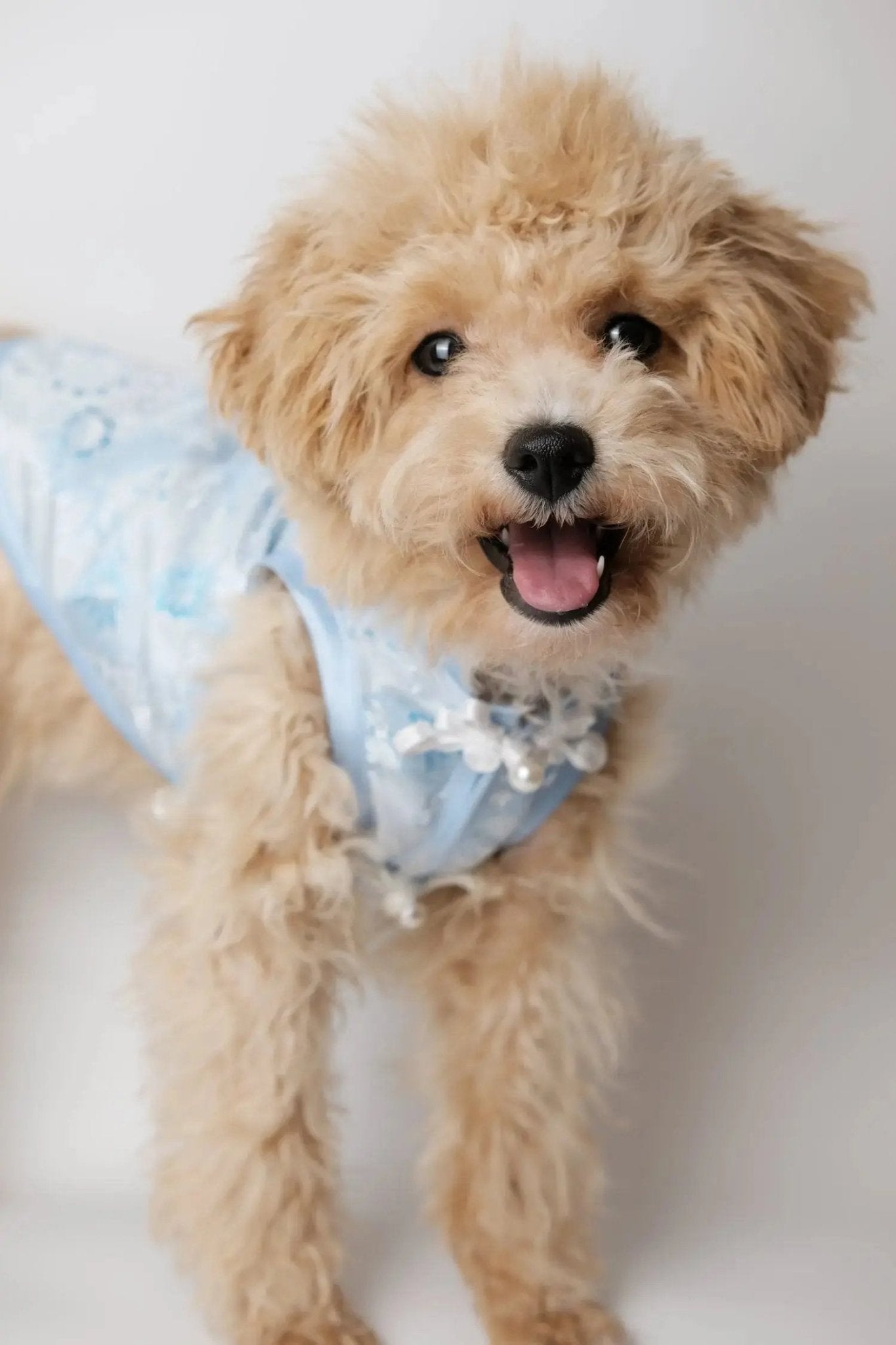 Begonia Blue Morning Dew Dog Cheongsam - Luna Nana