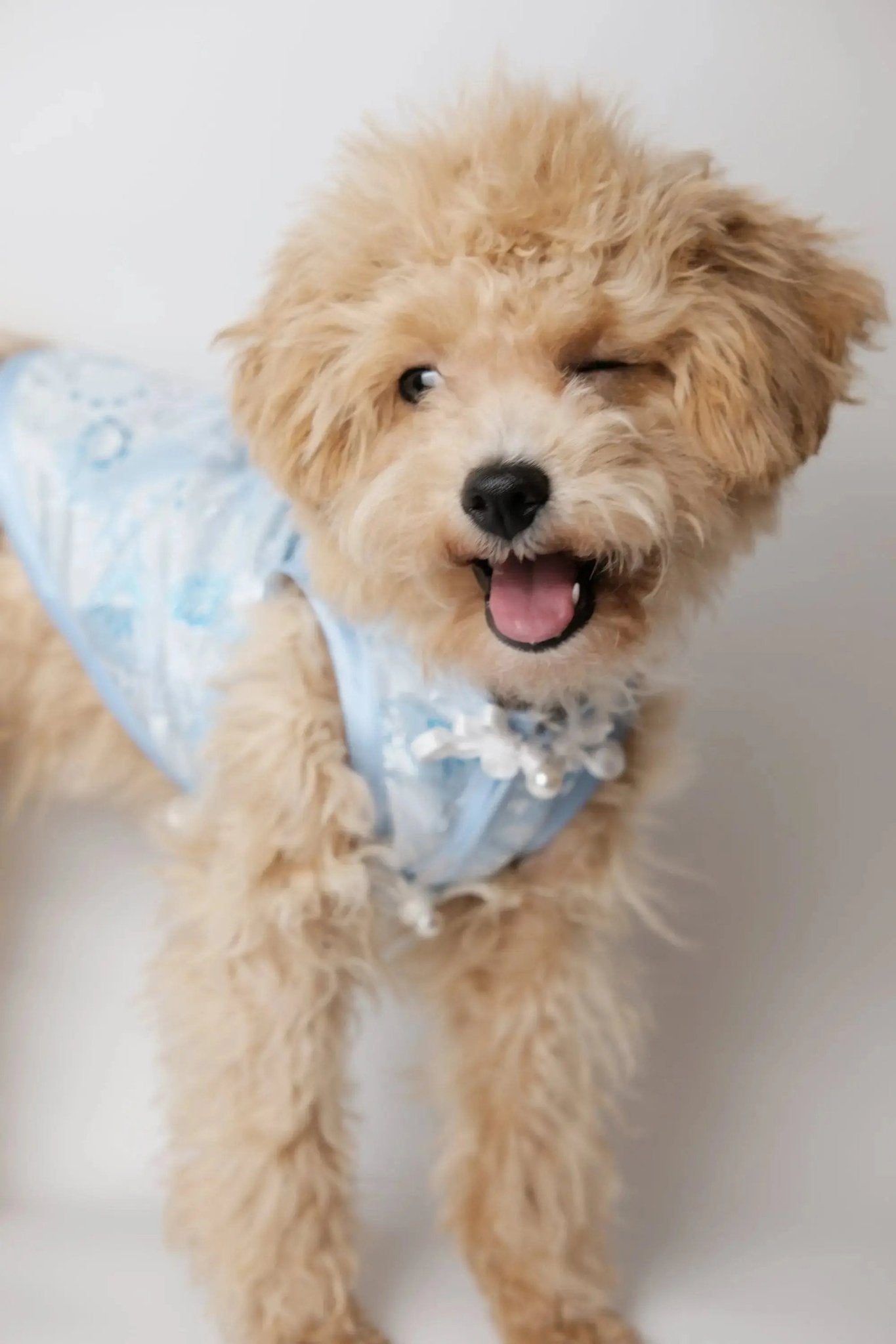 Begonia Blue Morning Dew Dog Cheongsam - Luna Nana