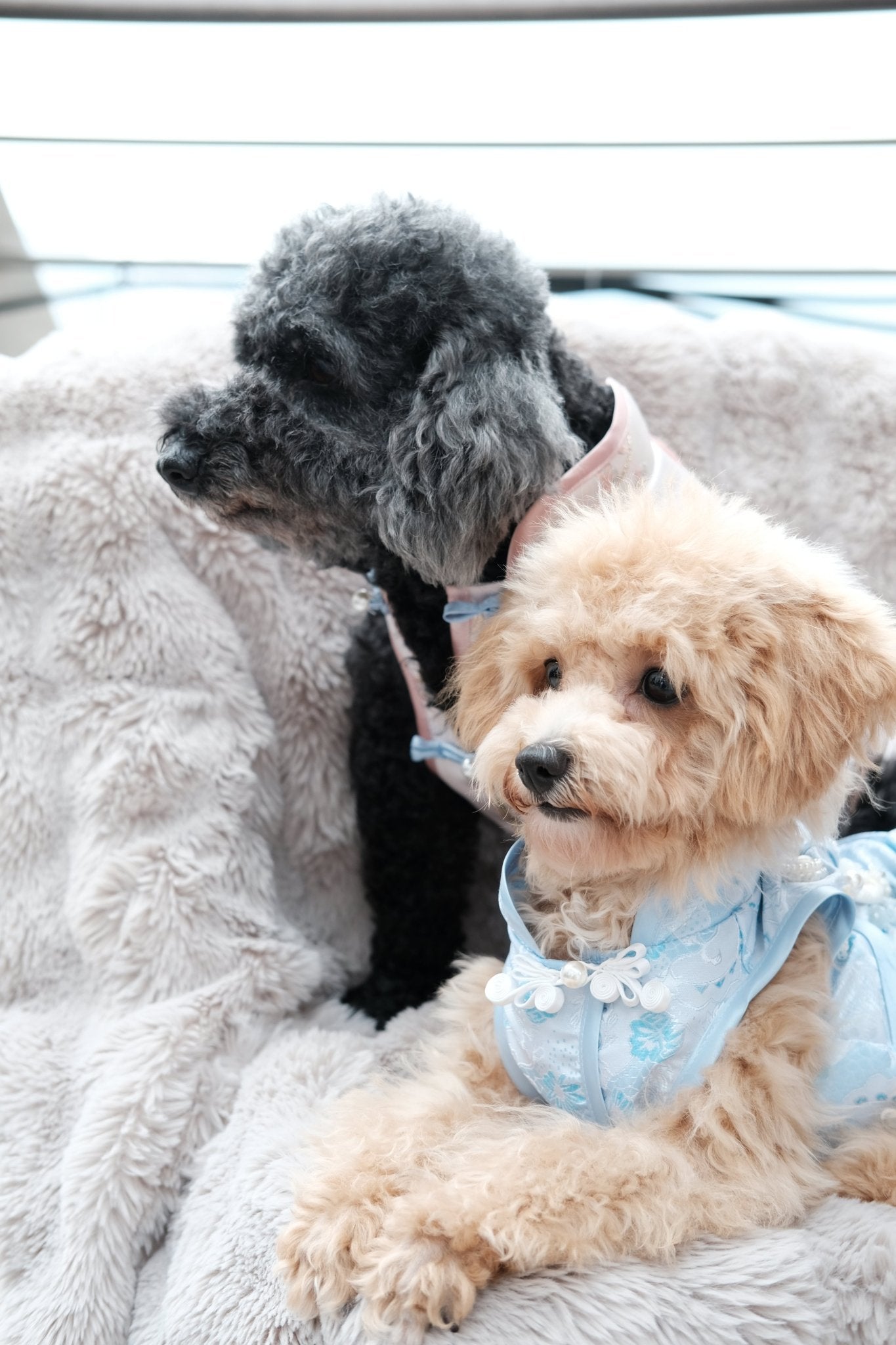 Begonia Blue Morning Dew Dog Cheongsam - Luna Nana