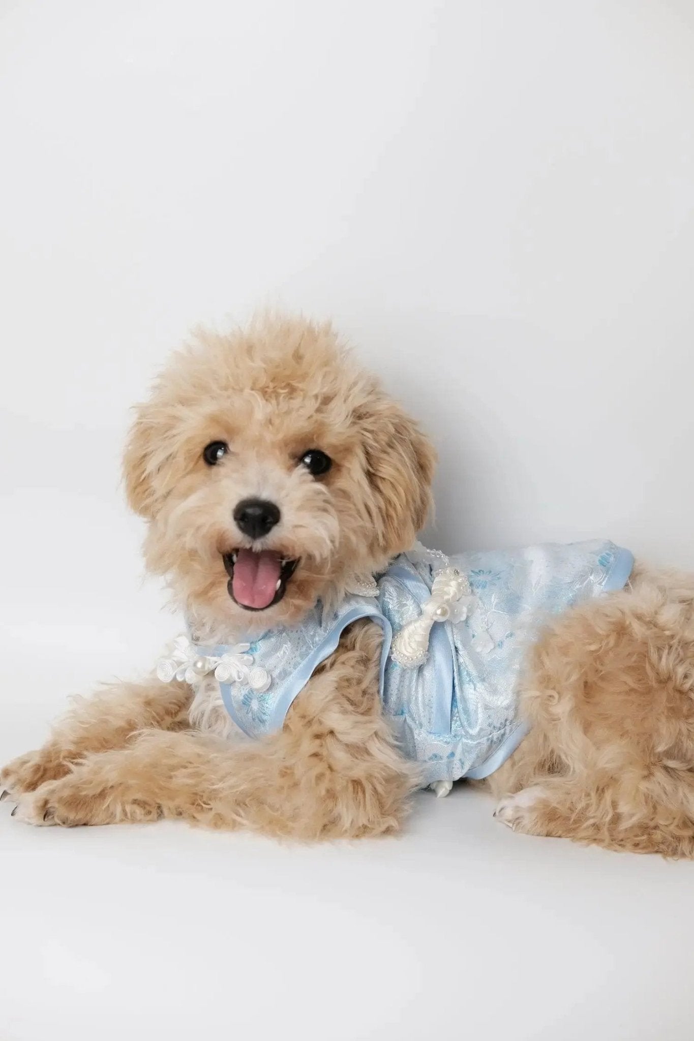 Begonia Blue Morning Dew Dog Cheongsam - Luna Nana