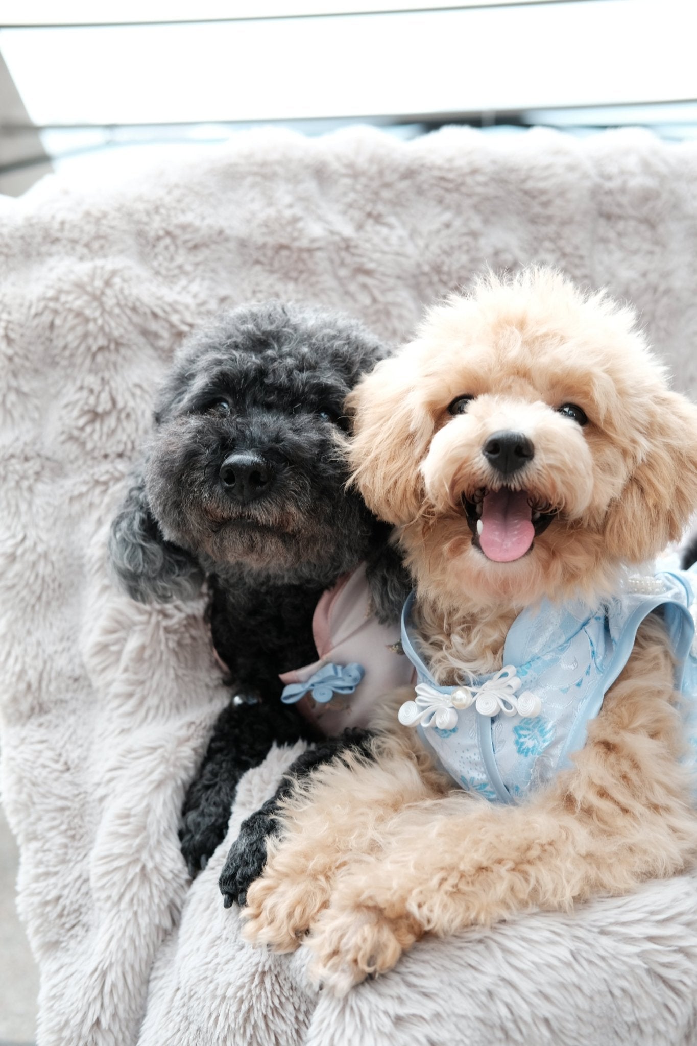 Begonia Blue Morning Dew Dog Cheongsam - Luna Nana