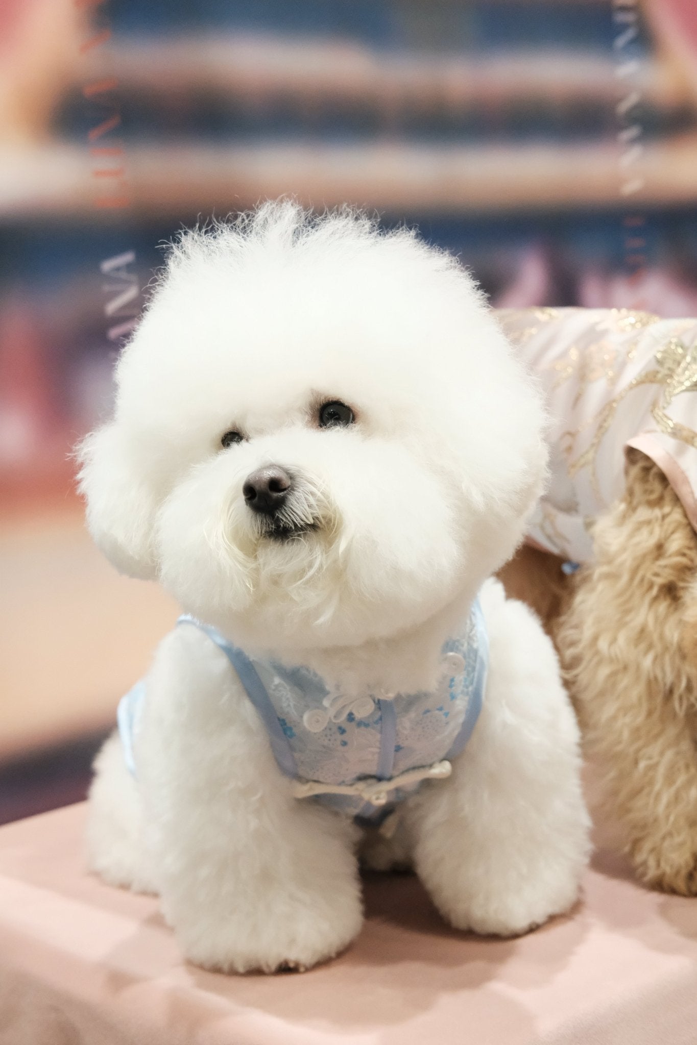 Begonia Blue Morning Dew Dog Cheongsam - Luna Nana