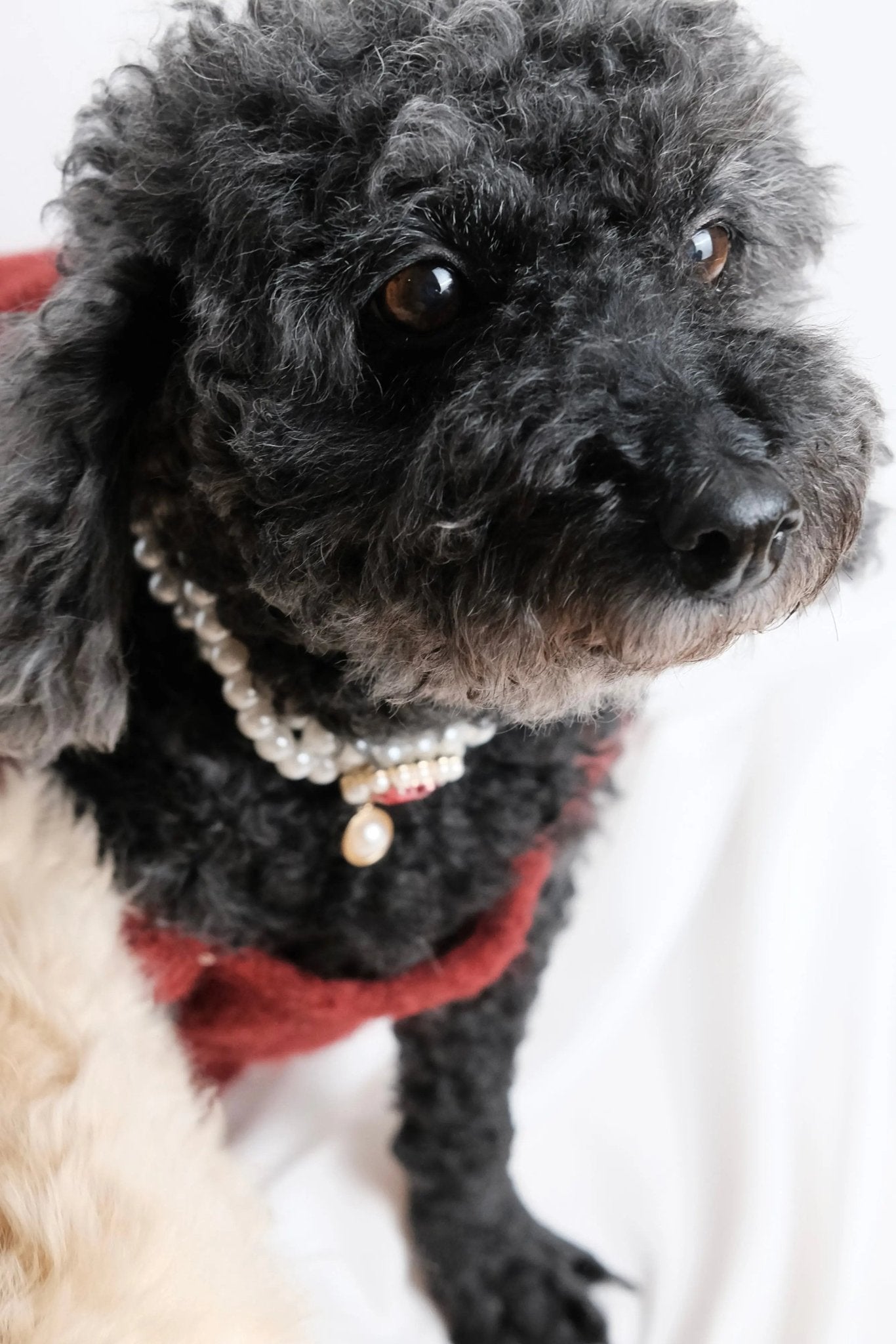 Burgundy Rose Sparkle Knit Dog Dress - Luna Nana