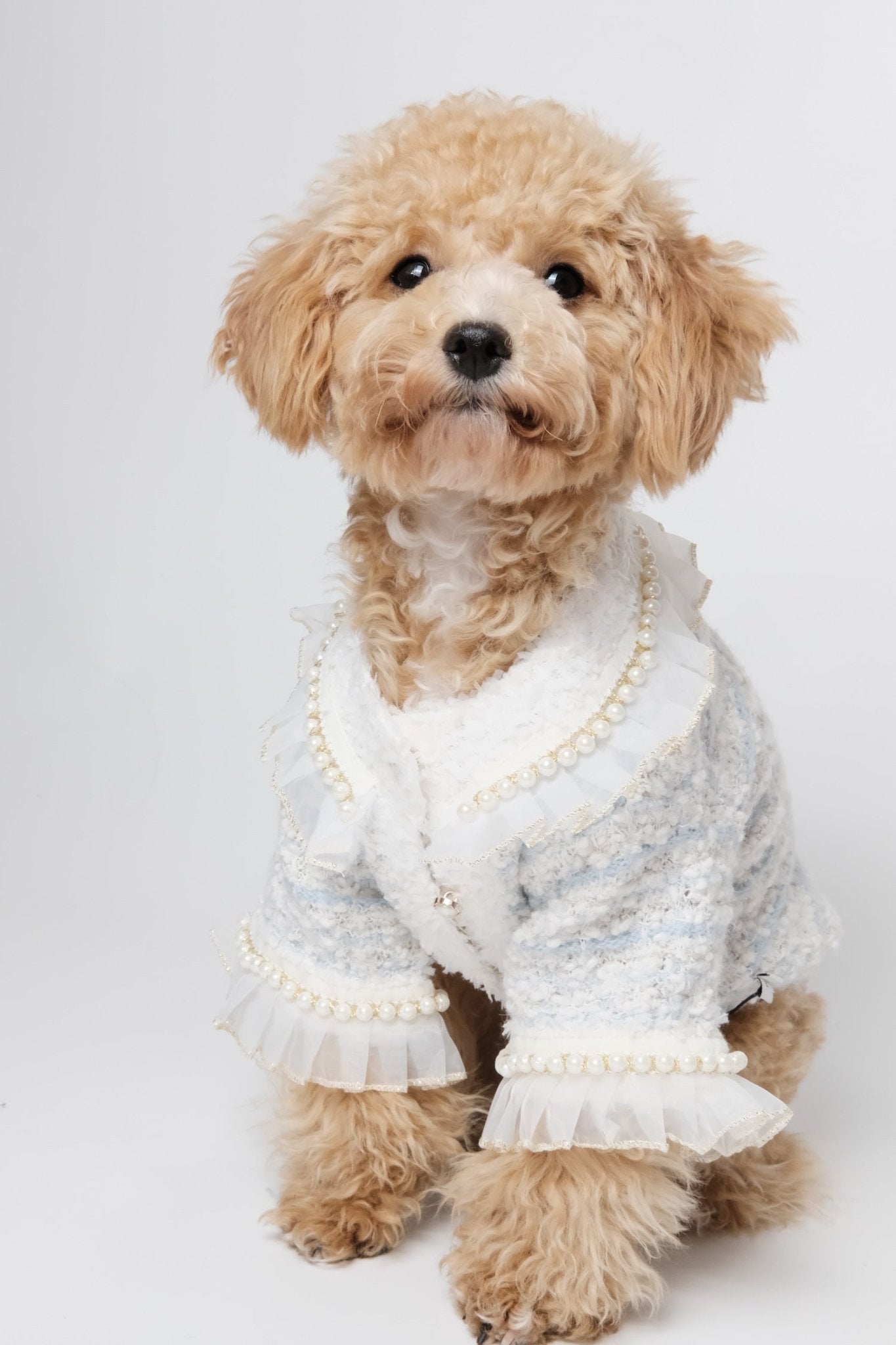 Classic Bright Blue Tweed Dog Blazer - Luna Nana