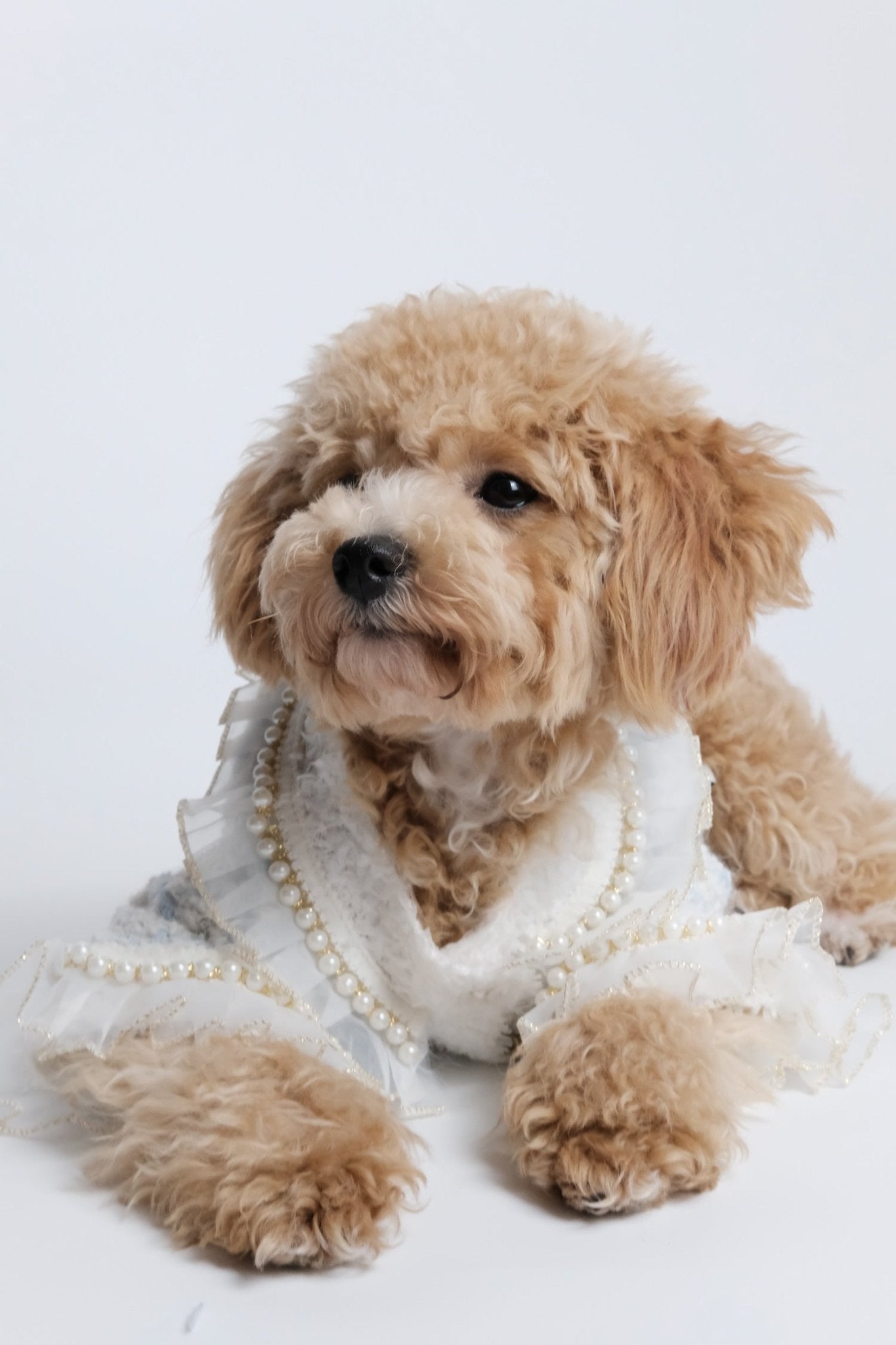 Classic Bright Blue Tweed Dog Blazer - Luna Nana