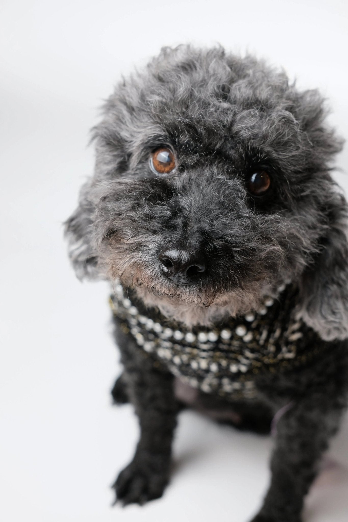Classic Little Black Tweed Dog Dress - Luna Nana