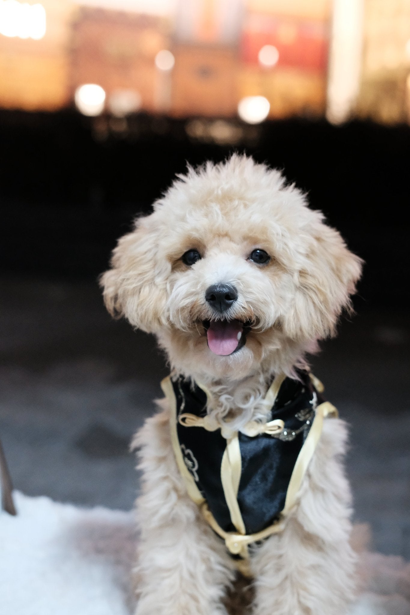 Ink Dawn Gentleman Dog Cheongsam - Luna Nana