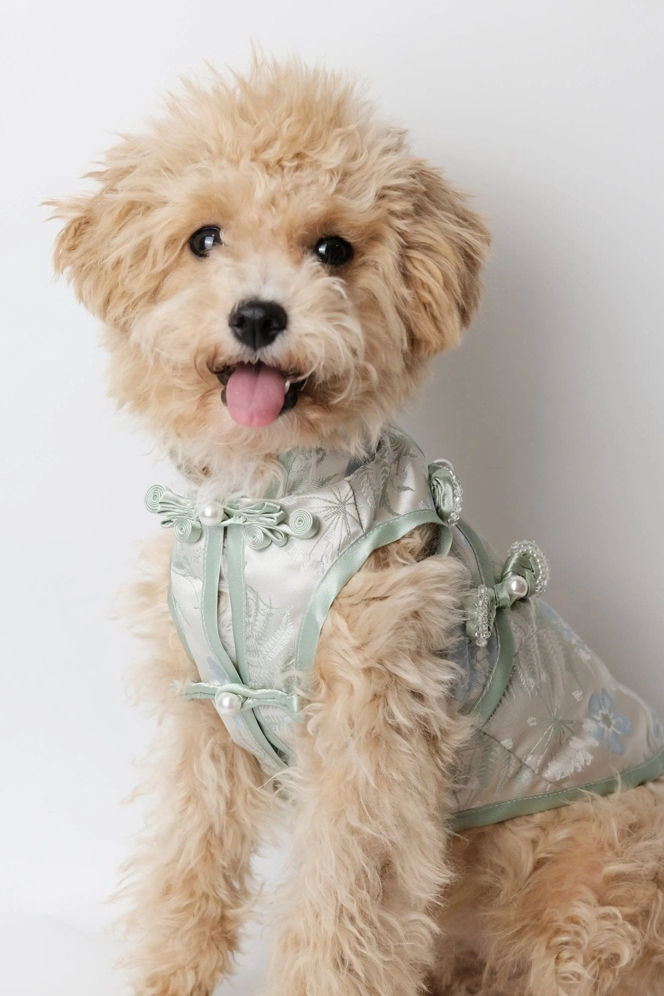 Jade Reed Dew Clear Dog Cheongsam - Luna Nana