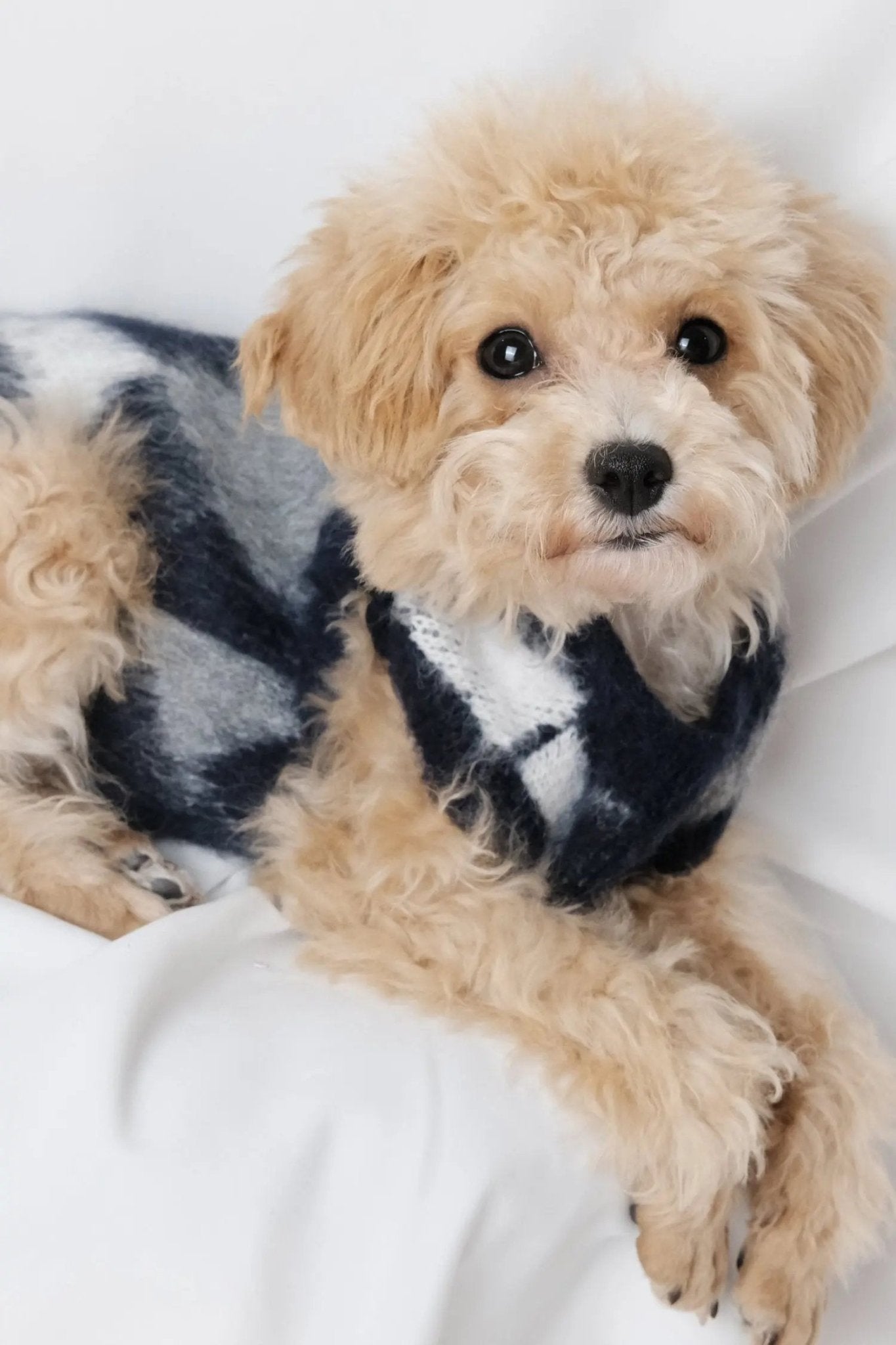 Navy Argyle Dog Sweater - Luna Nana