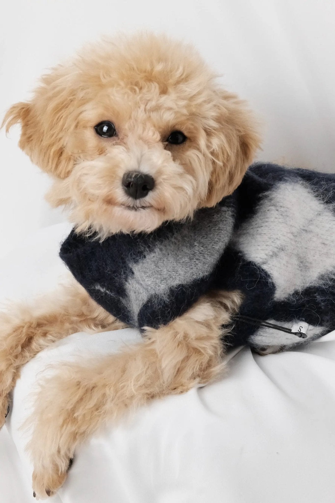 Navy Argyle Dog Sweater - Luna Nana