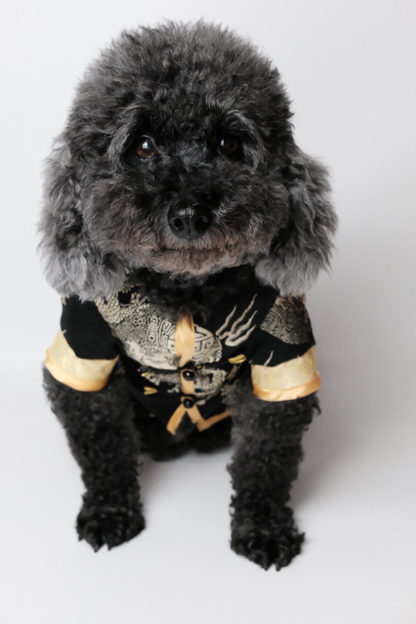 Obsidian Sky – Royal Magua for Dogs & Cats - Luna Nana