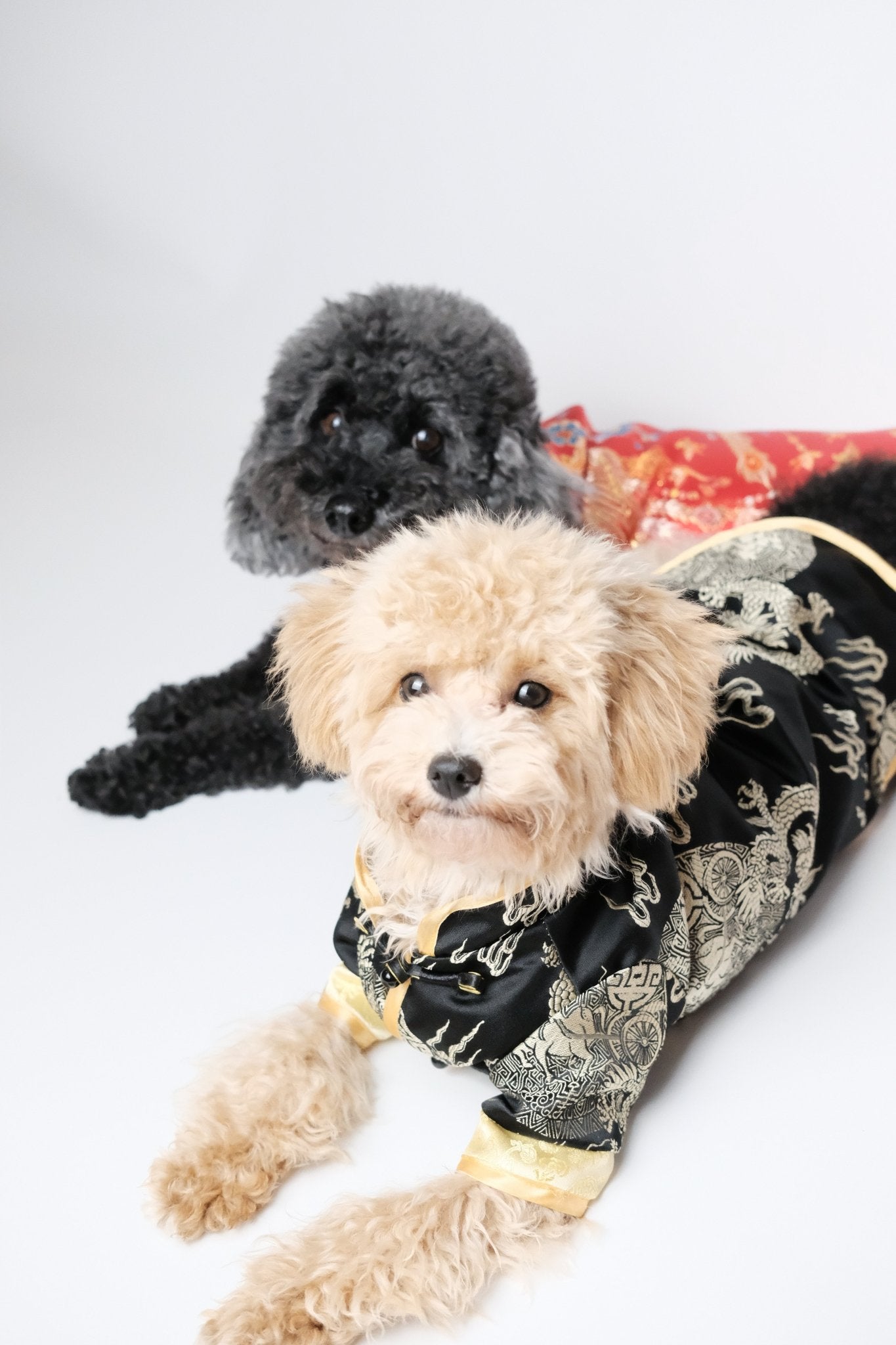 Obsidian Sky – Royal Magua for Dogs & Cats - Luna Nana