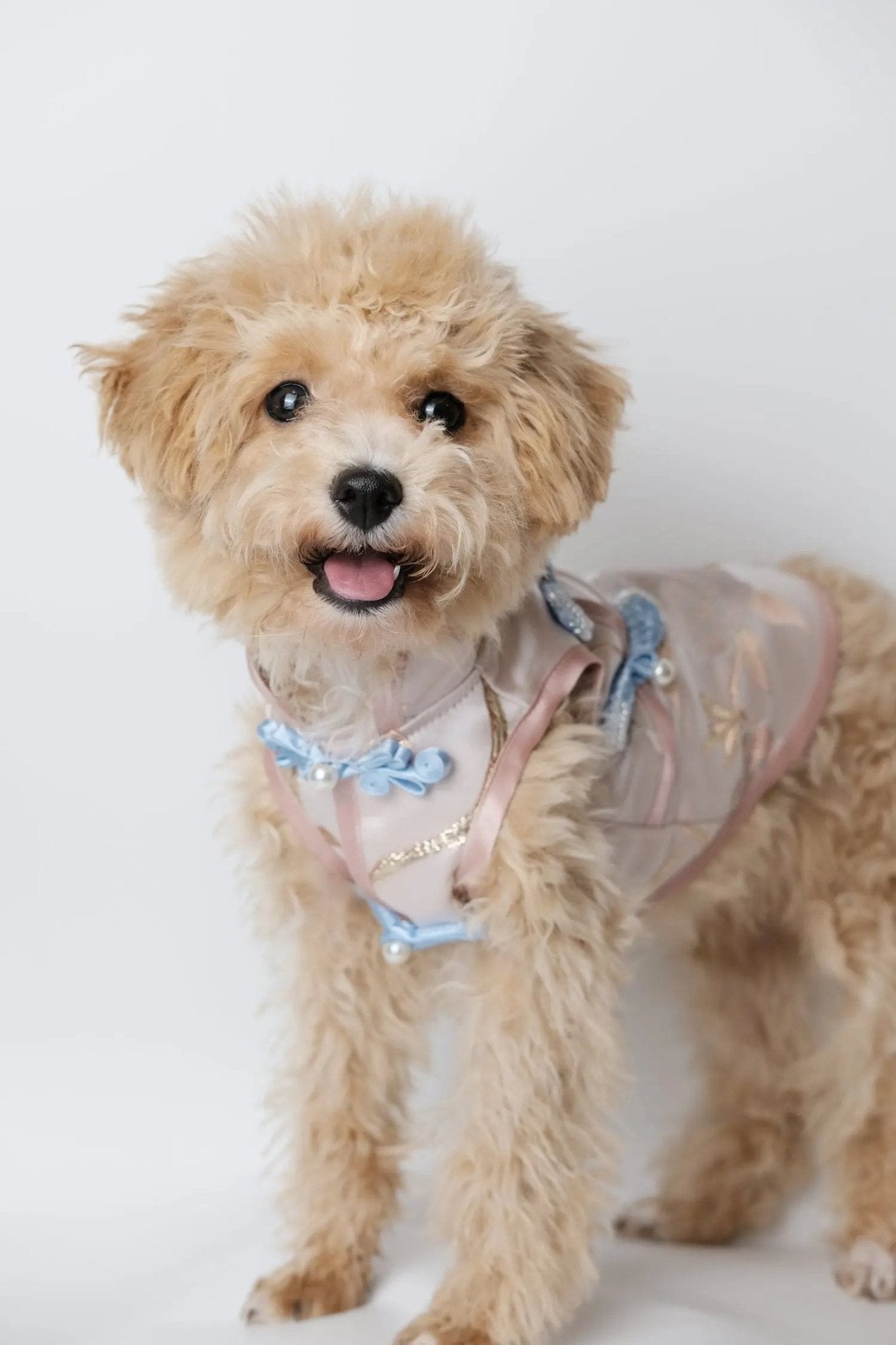 Peach Blossom Phoenix | Luxury Gold - Thread Cheongsam for Dogs & Cats - Luna Nana