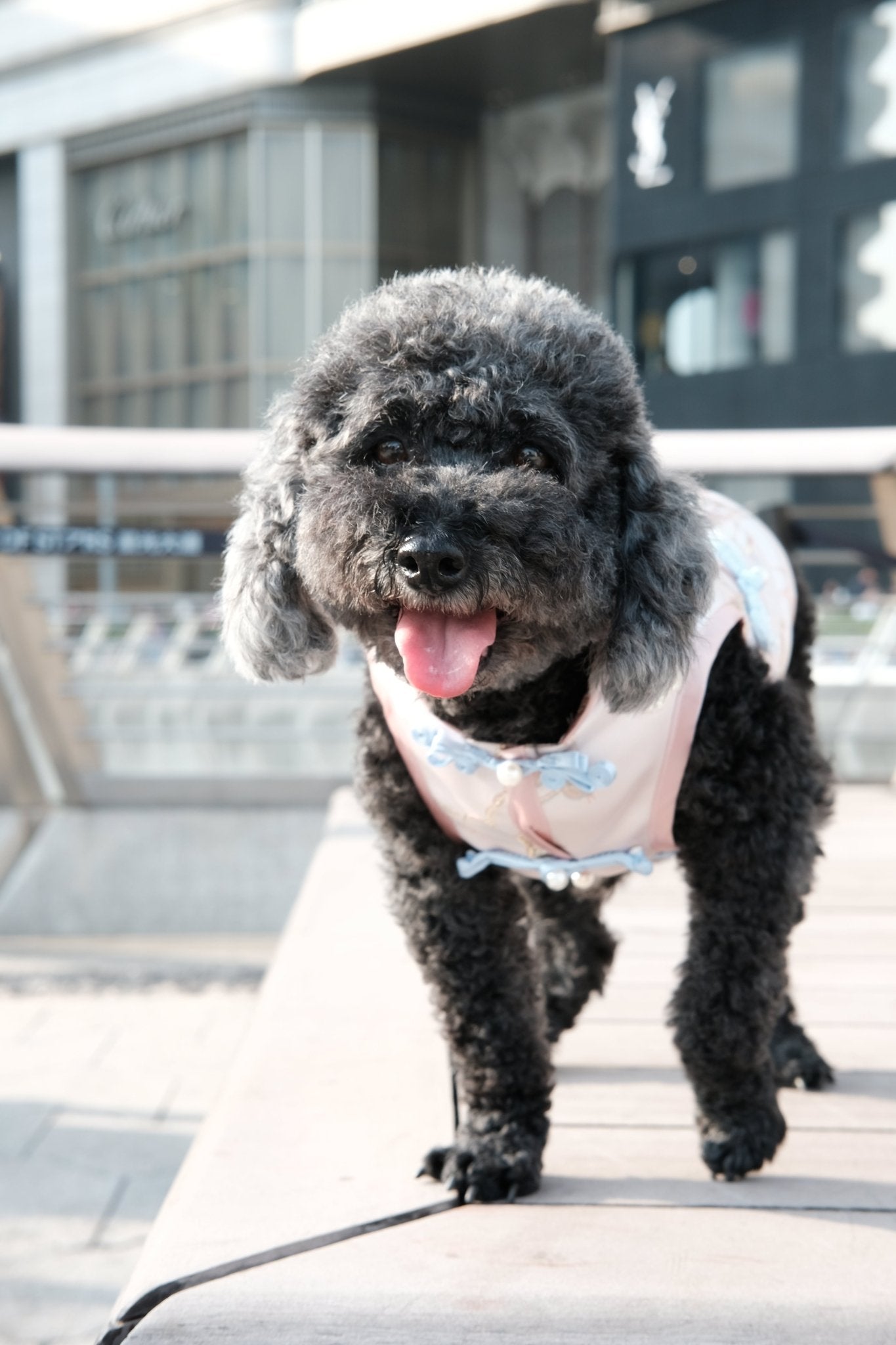 Peach Blossom Phoenix | Luxury Gold - Thread Cheongsam for Dogs & Cats - Luna Nana