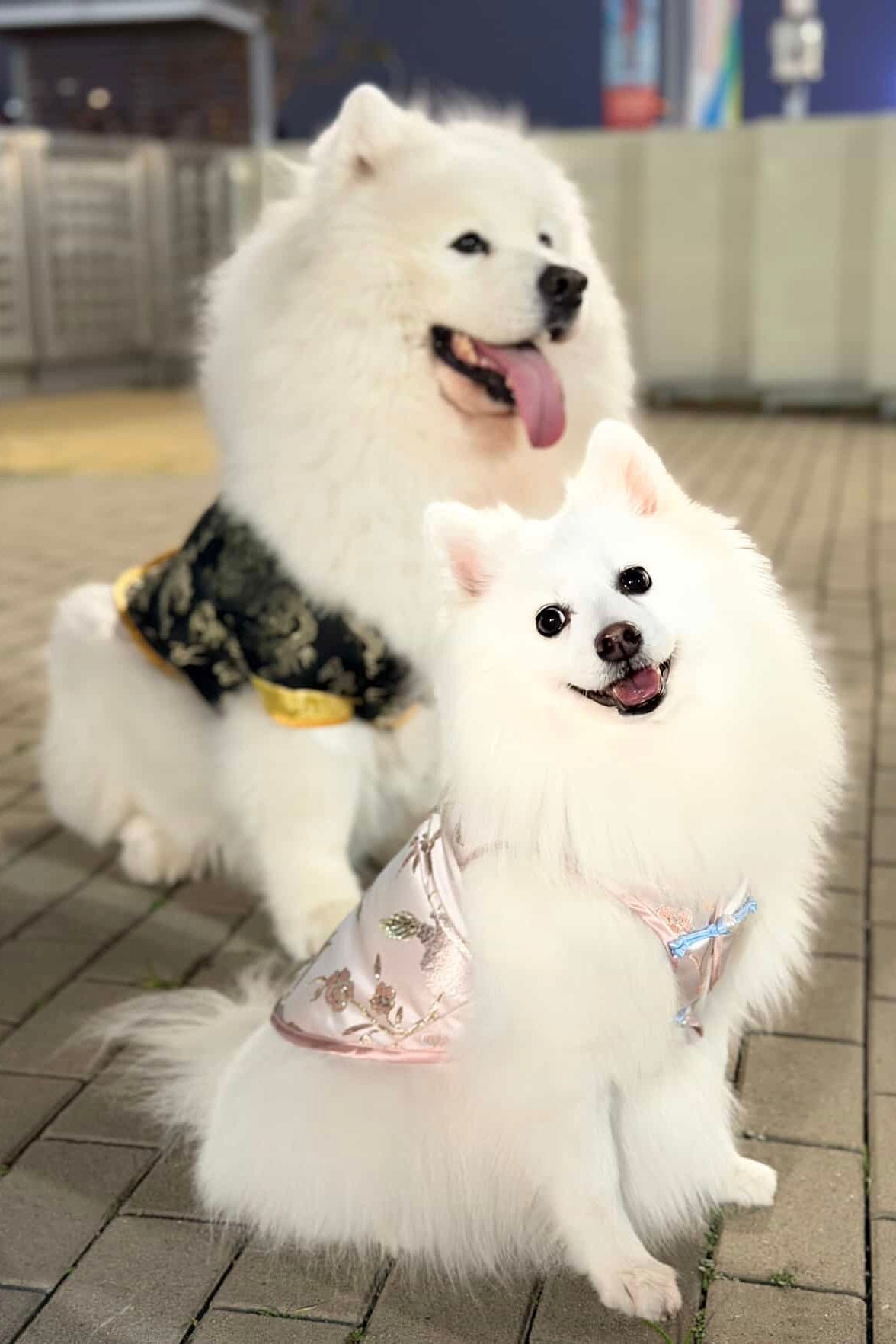 Peach Blossom Phoenix | Luxury Gold - Thread Cheongsam for Dogs & Cats - Luna Nana