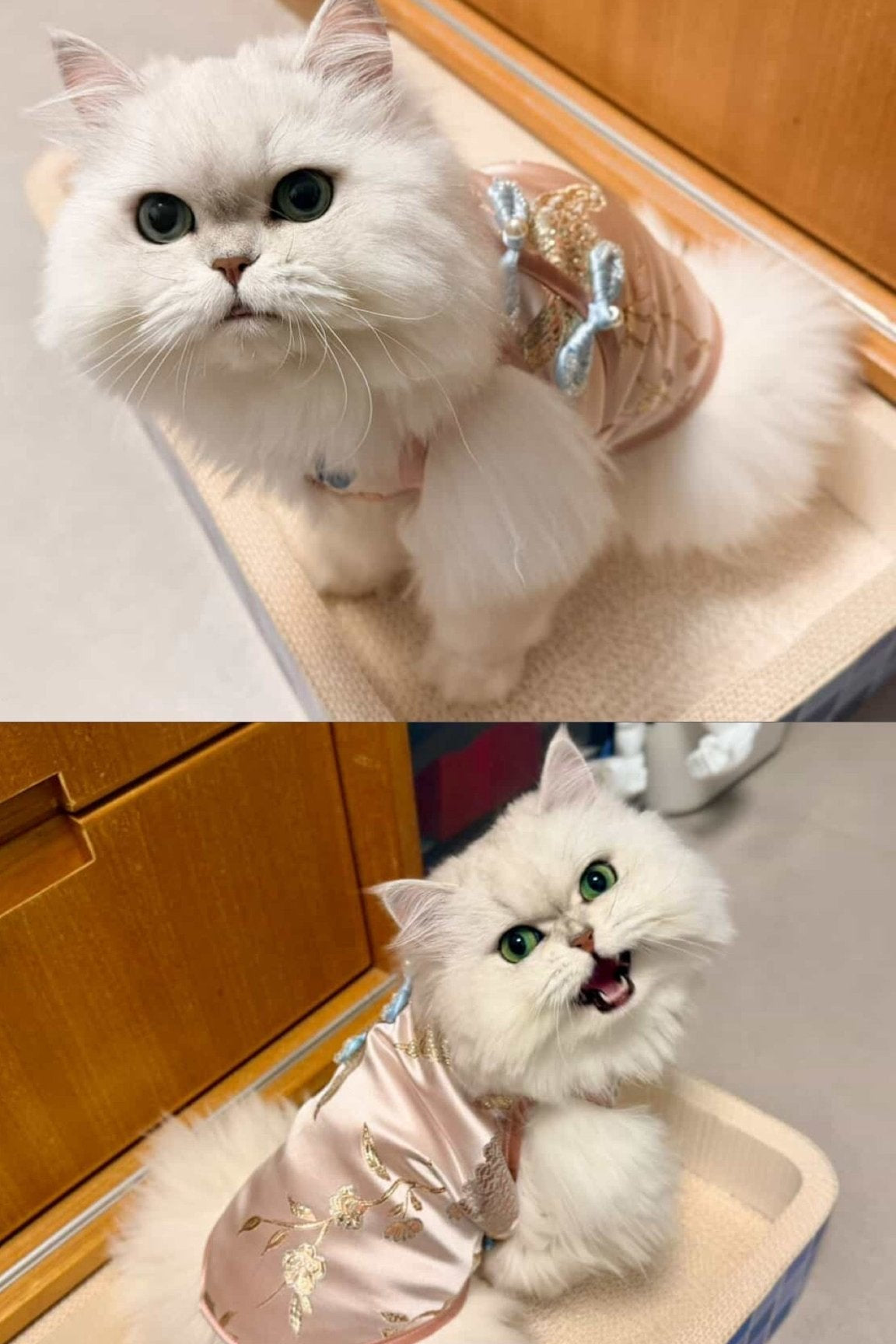 Peach Blossom Phoenix - Luxury Gold - Thread Cheongsam for Dogs & Cats - Luna Nana