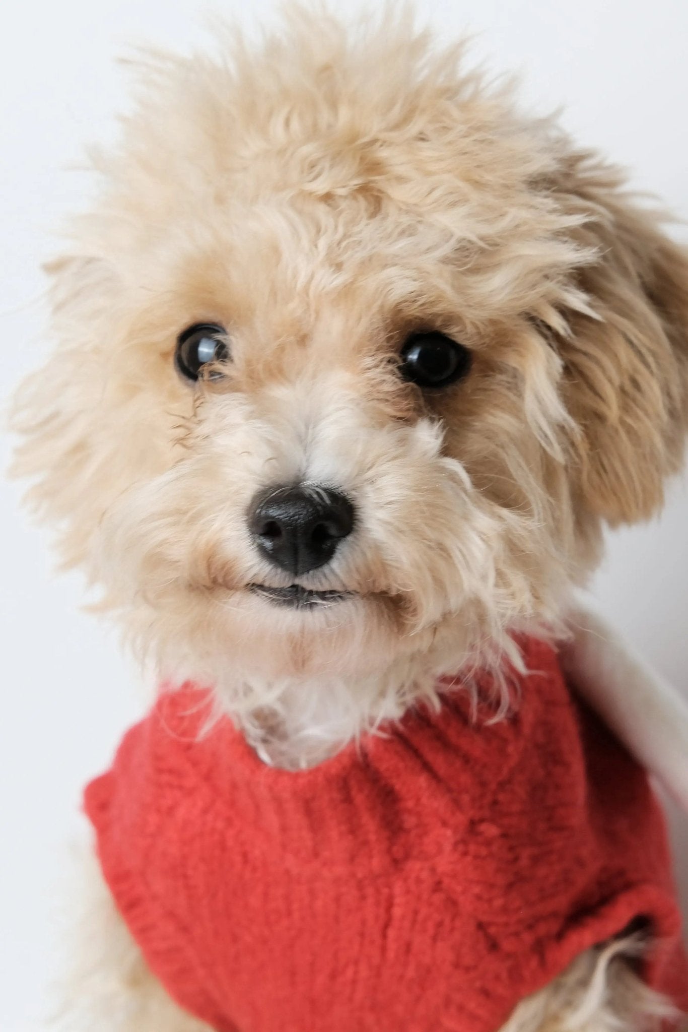 Scarlet Sweetie Dog Sweater - Luna Nana
