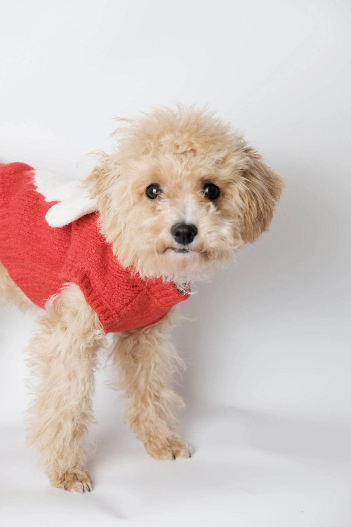 Scarlet Sweetie Dog Sweater - Luna Nana
