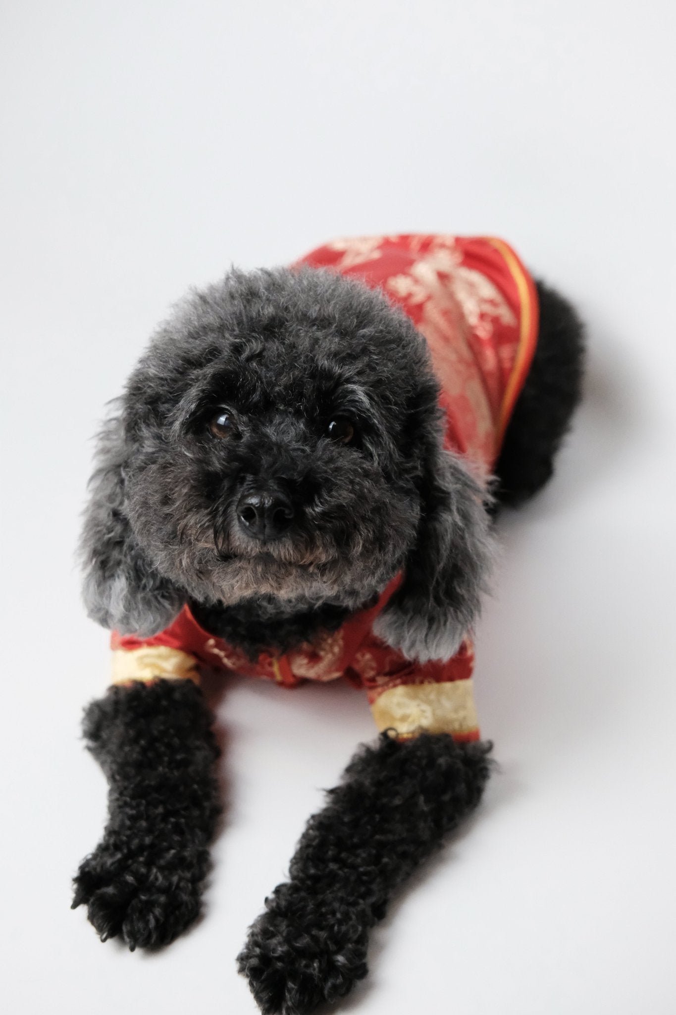 Vermilion Sky – Royal Magua for Dogs & Cats - Luna Nana