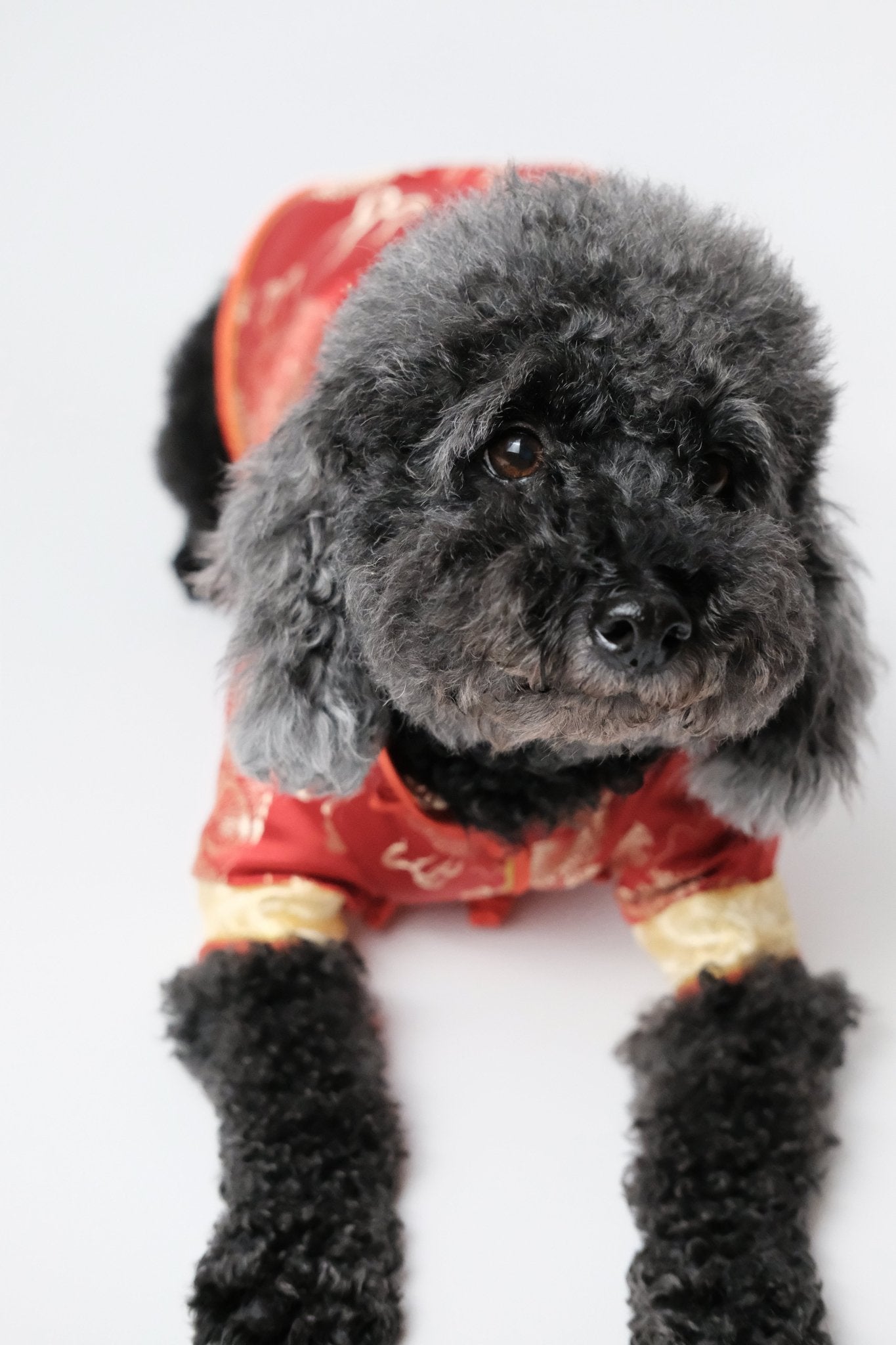 Vermilion Sky – Royal Magua for Dogs & Cats - Luna Nana